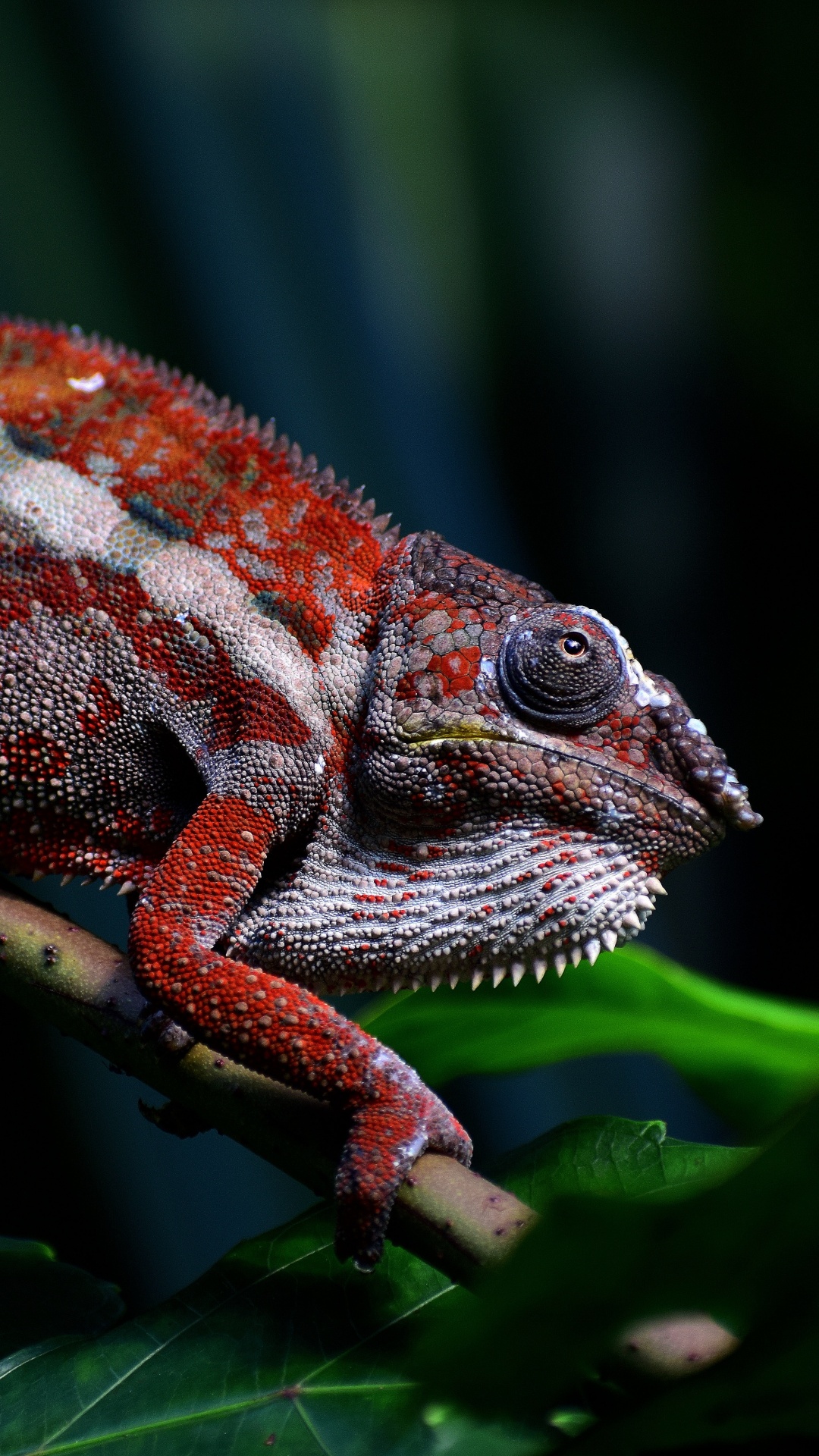 Caméléon Vert et Marron Sur Une Branche D'arbre Vert. Wallpaper in 1080x1920 Resolution