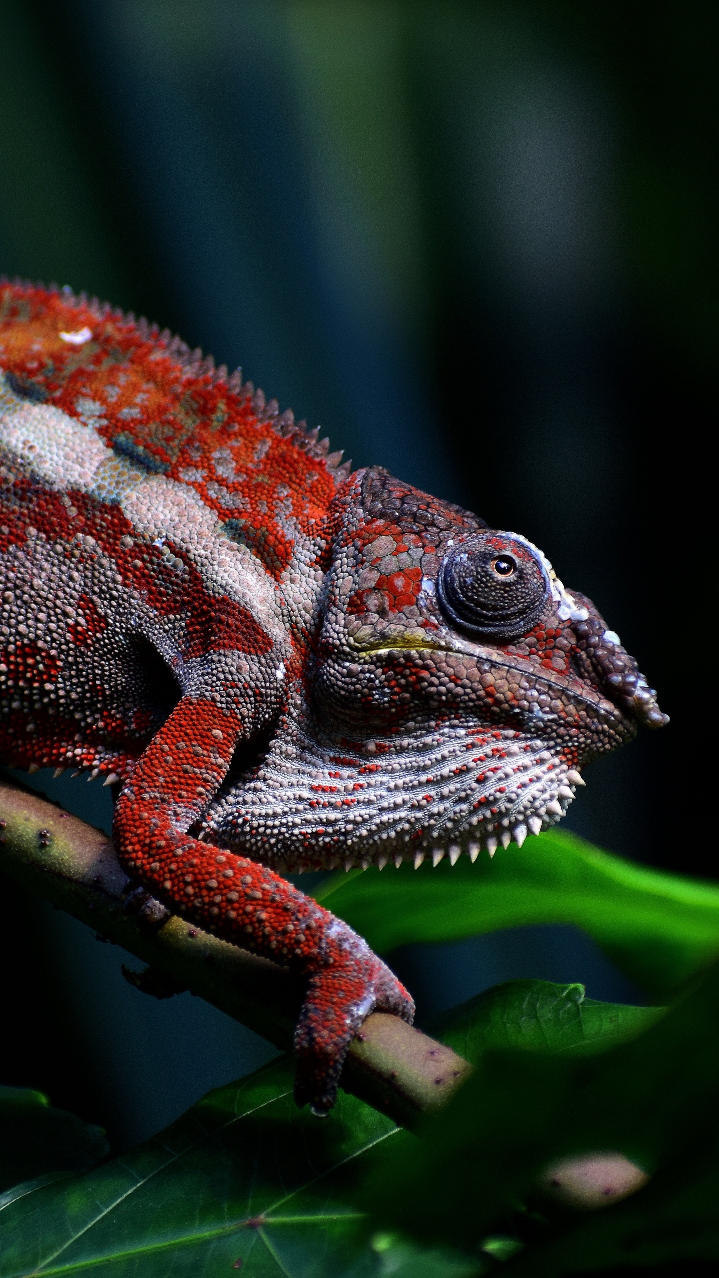 Caméléon Vert et Marron Sur Une Branche D'arbre Vert. Wallpaper in 1440x2560 Resolution