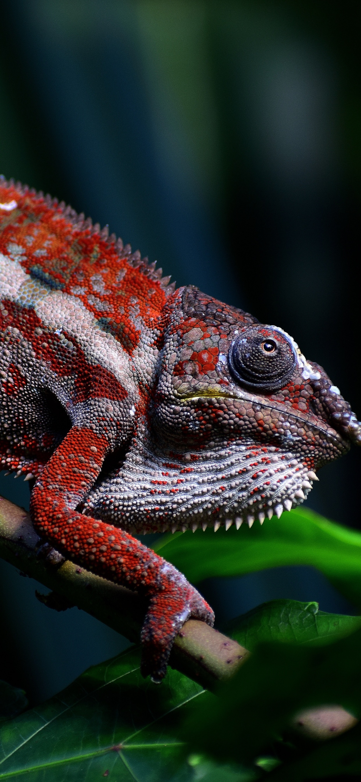 Green and Brown Chameleon on Green Tree Branch. Wallpaper in 1242x2688 Resolution
