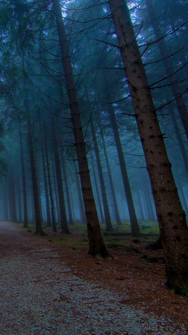 森林, 性质, 林地, 荒野, 温带针叶林 壁纸 720x1280 允许