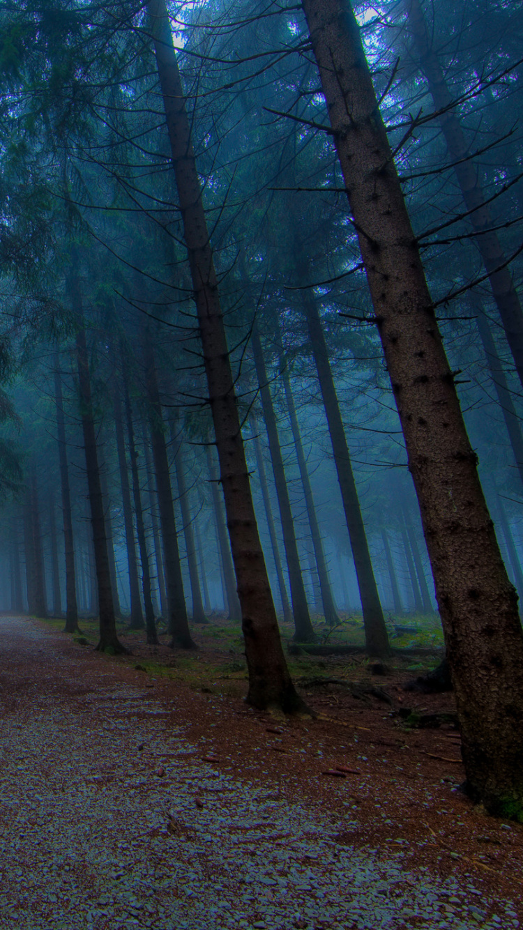 森林, 性质, 林地, 荒野, 温带针叶林 壁纸 750x1334 允许