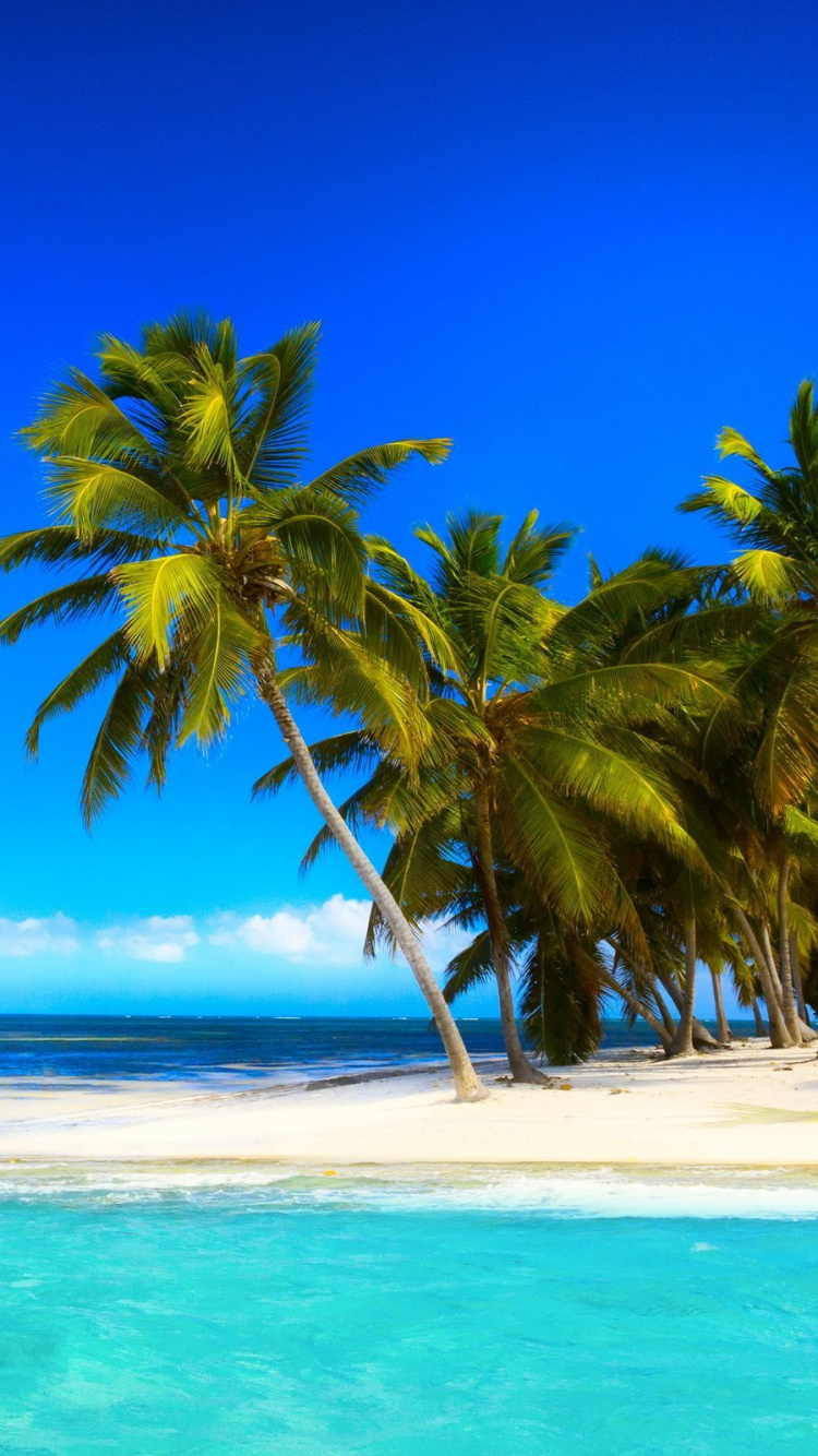 Palmera Verde en la Playa de Arena Blanca Durante el Día. Wallpaper in 750x1334 Resolution