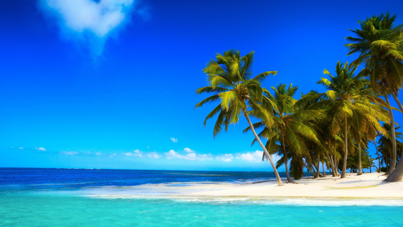 Green Palm Tree on White Sand Beach During Daytime. Wallpaper in 1366x768 Resolution