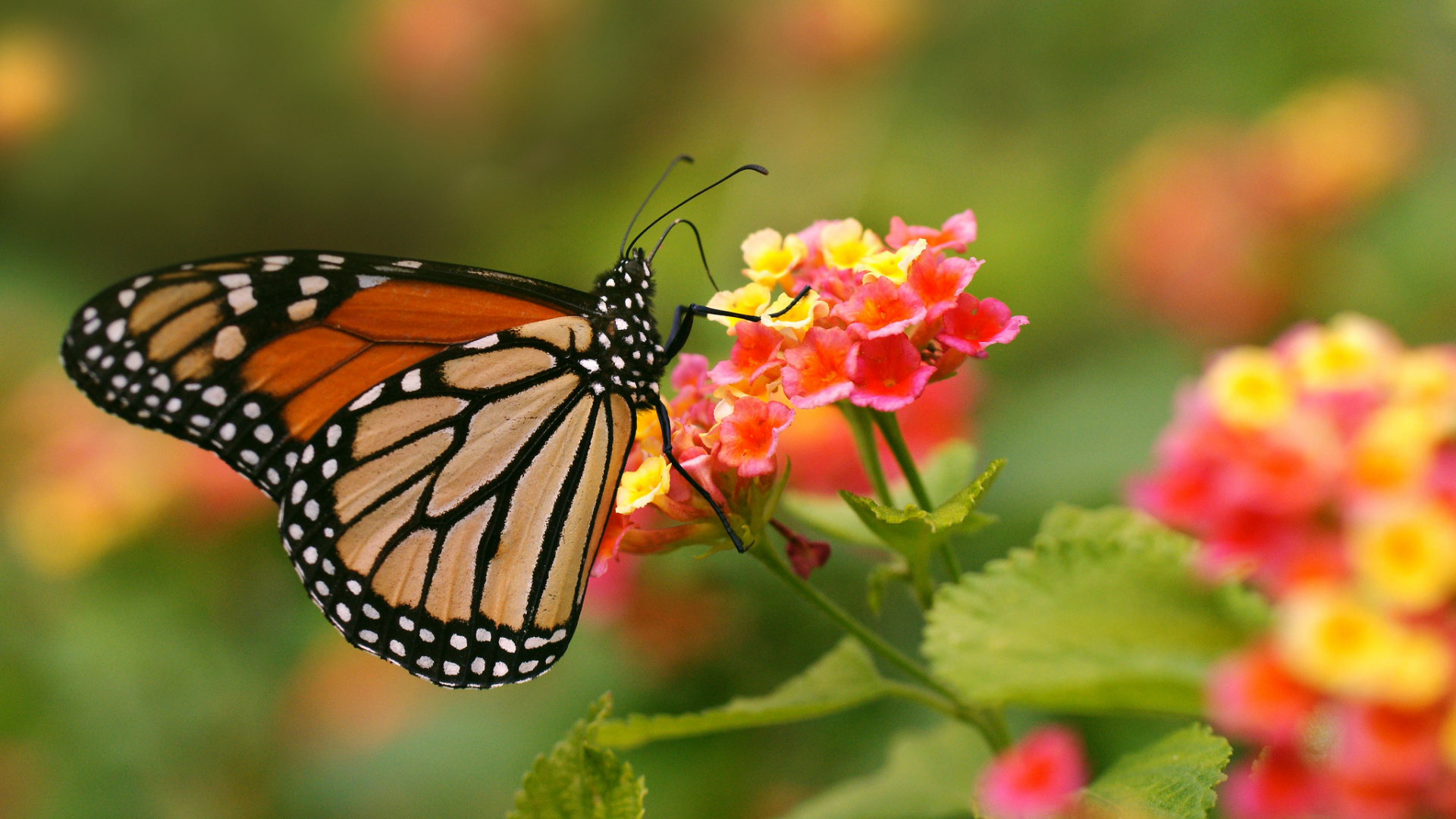 Monarch Butterfly Perched on Red Flower in Close up Photography During Daytime. Wallpaper in 1920x1080 Resolution