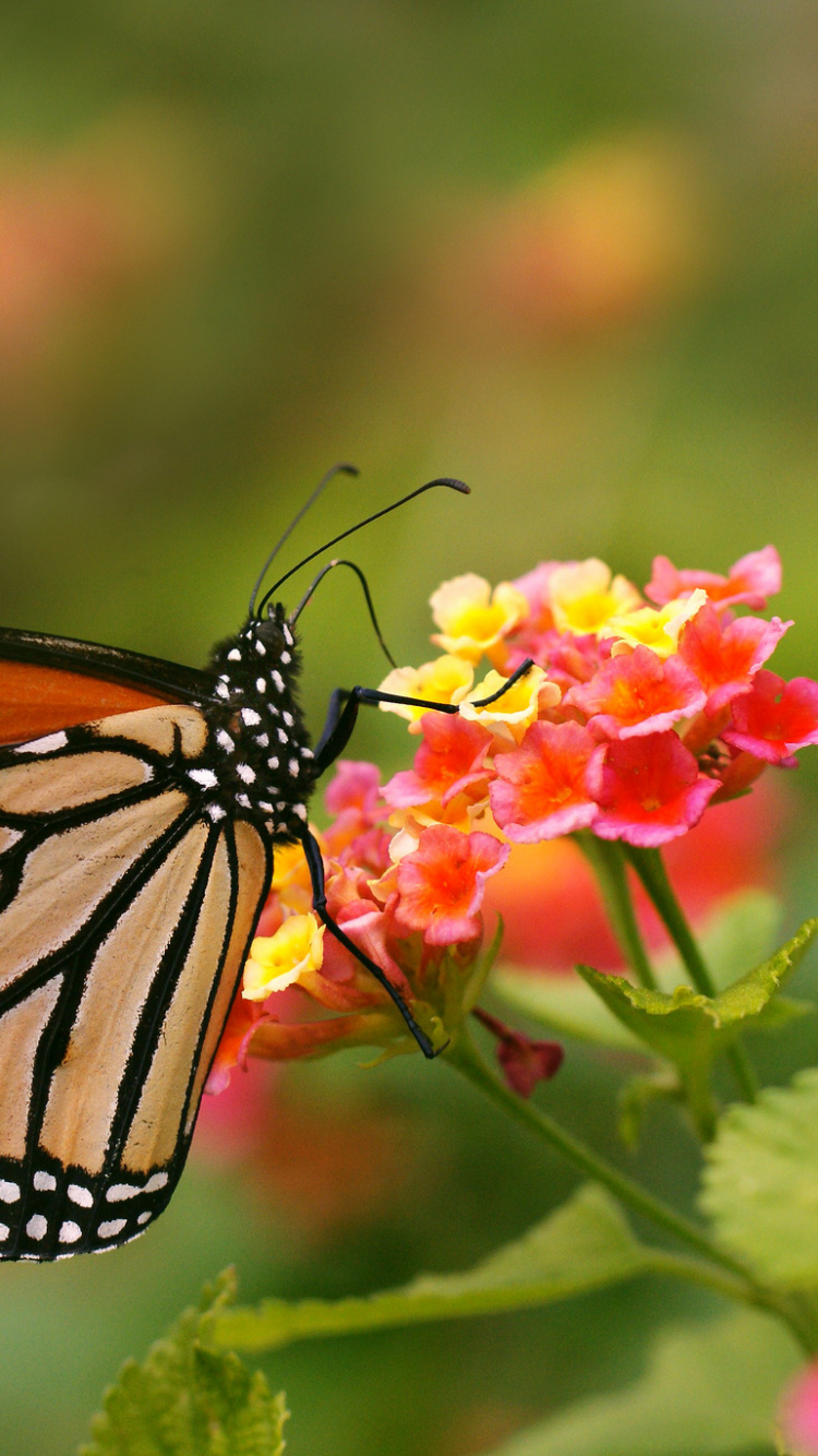 Monarch Butterfly Perched on Red Flower in Close up Photography During Daytime. Wallpaper in 750x1334 Resolution