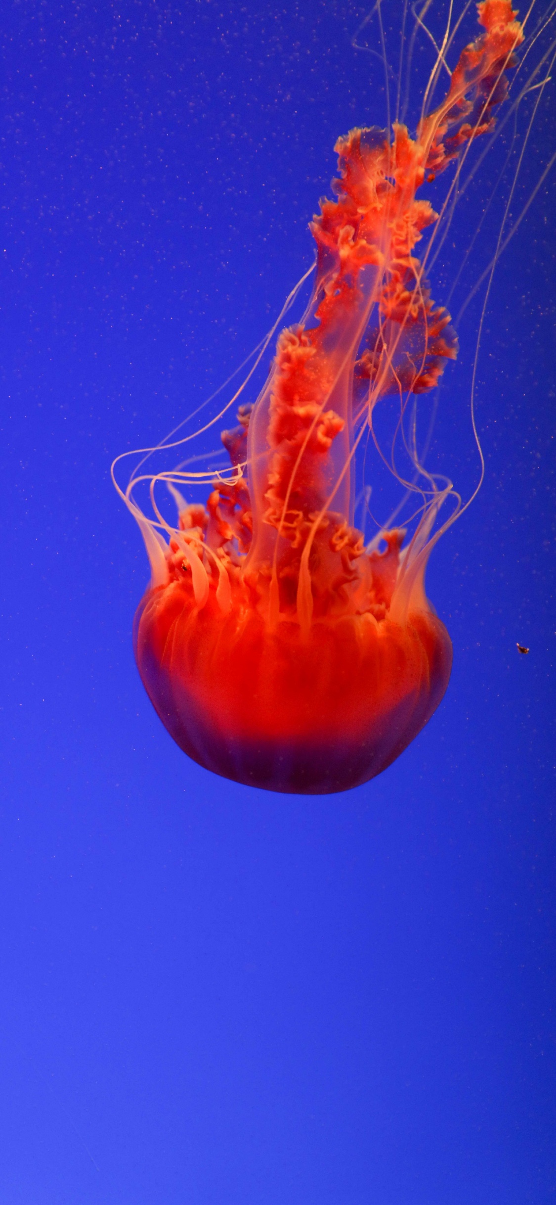 Red Jellyfish, Invertebrate, Marine Invertebrates, Jellyfish, Cnidaria. Wallpaper in 1125x2436 Resolution