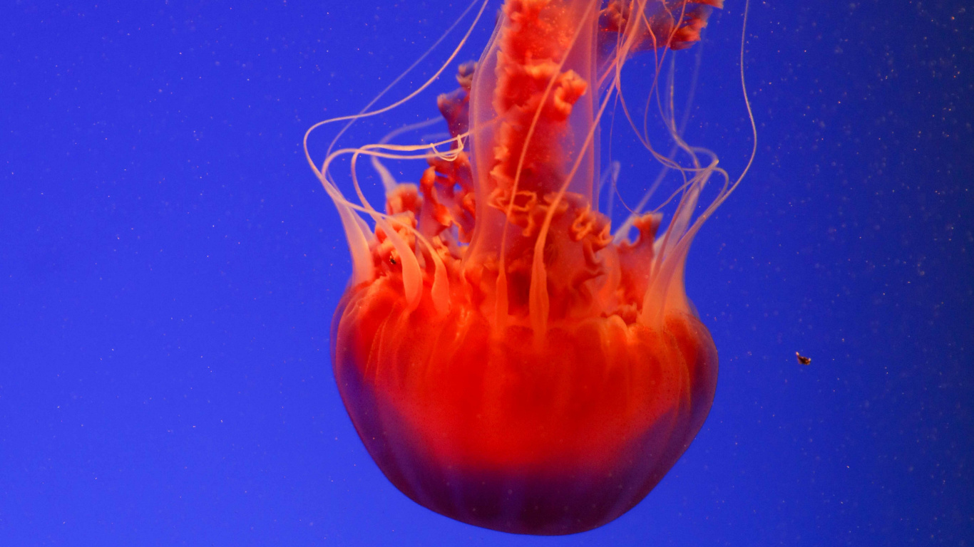 Red Jellyfish, Invertebrate, Marine Invertebrates, Jellyfish, Cnidaria. Wallpaper in 1366x768 Resolution