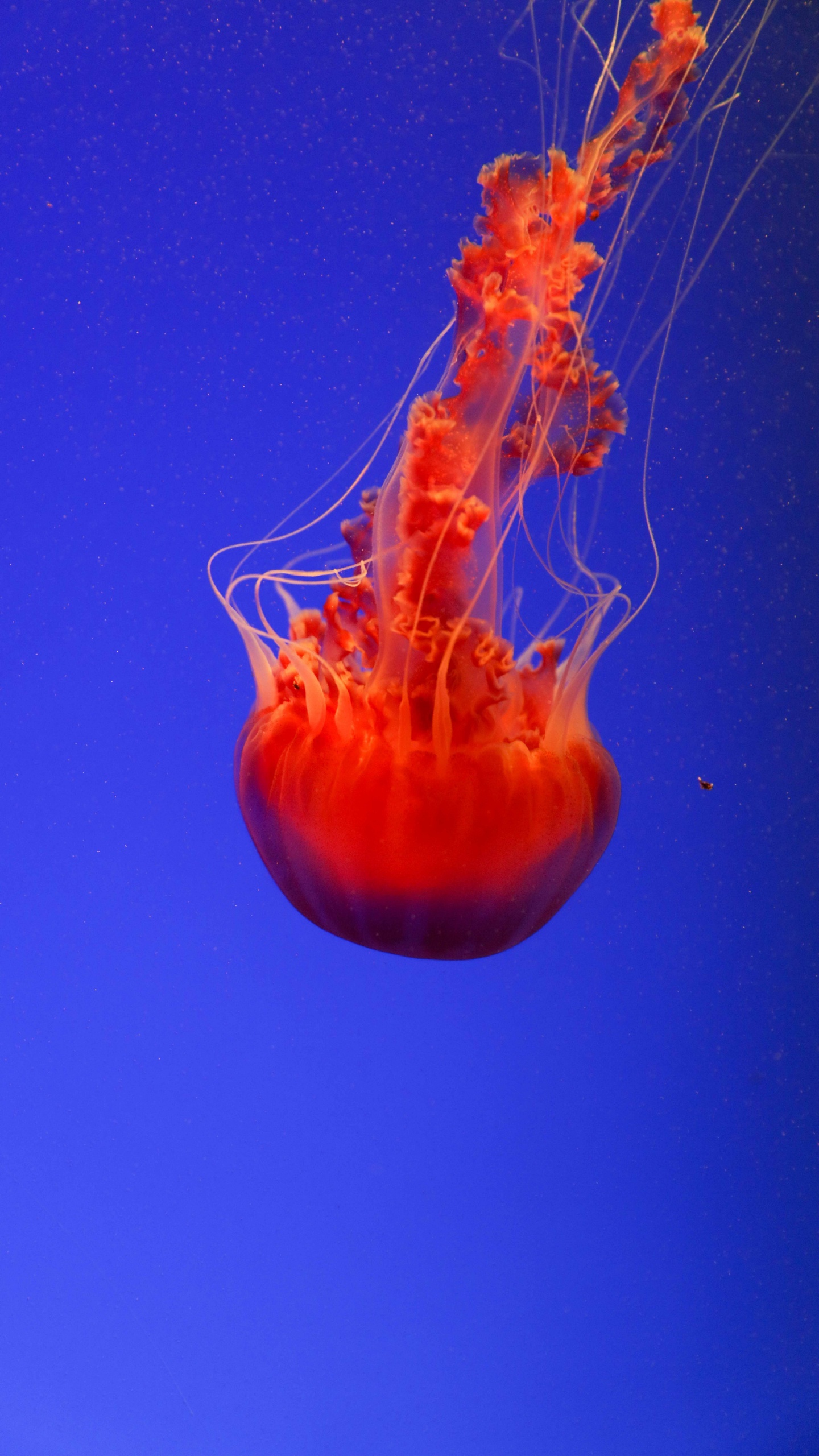 Red Jellyfish, Invertebrate, Marine Invertebrates, Jellyfish, Cnidaria. Wallpaper in 1440x2560 Resolution