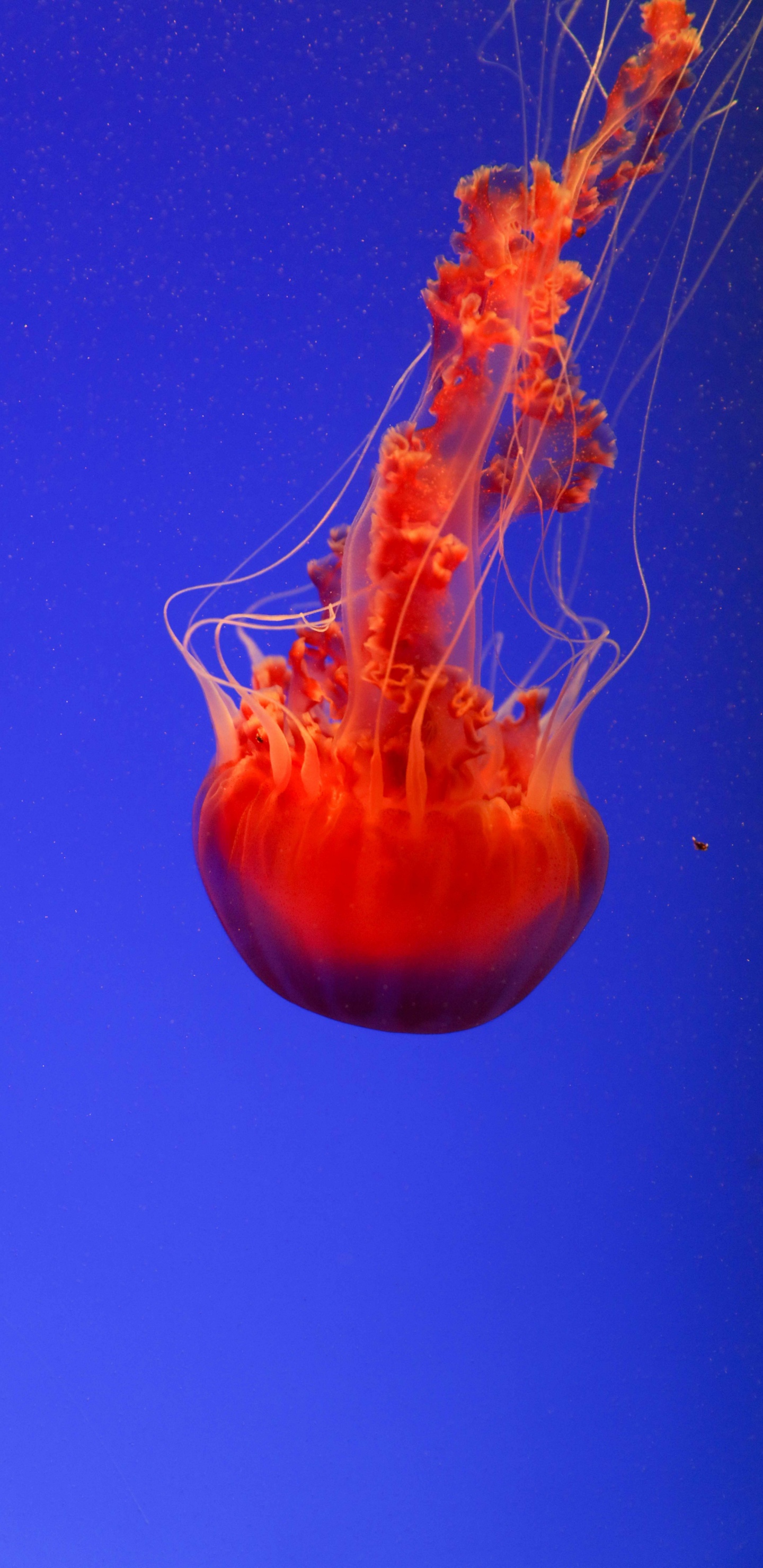 Red Jellyfish, Invertebrate, Marine Invertebrates, Jellyfish, Cnidaria. Wallpaper in 1440x2960 Resolution