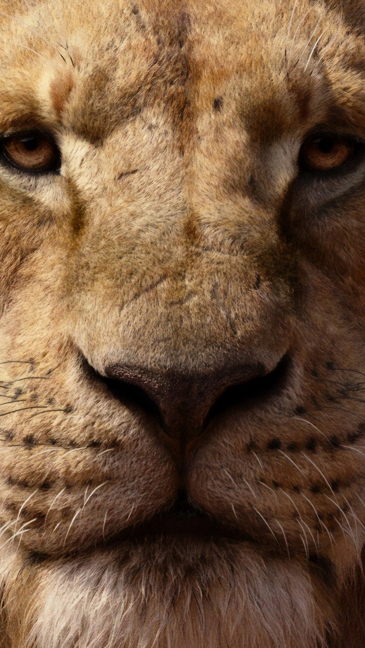 Brown Lion in Close up Photography. Wallpaper in 720x1280 Resolution
