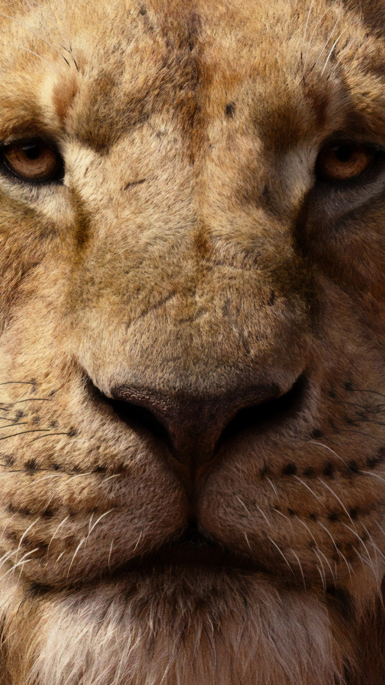 Brown Lion in Close up Photography. Wallpaper in 750x1334 Resolution