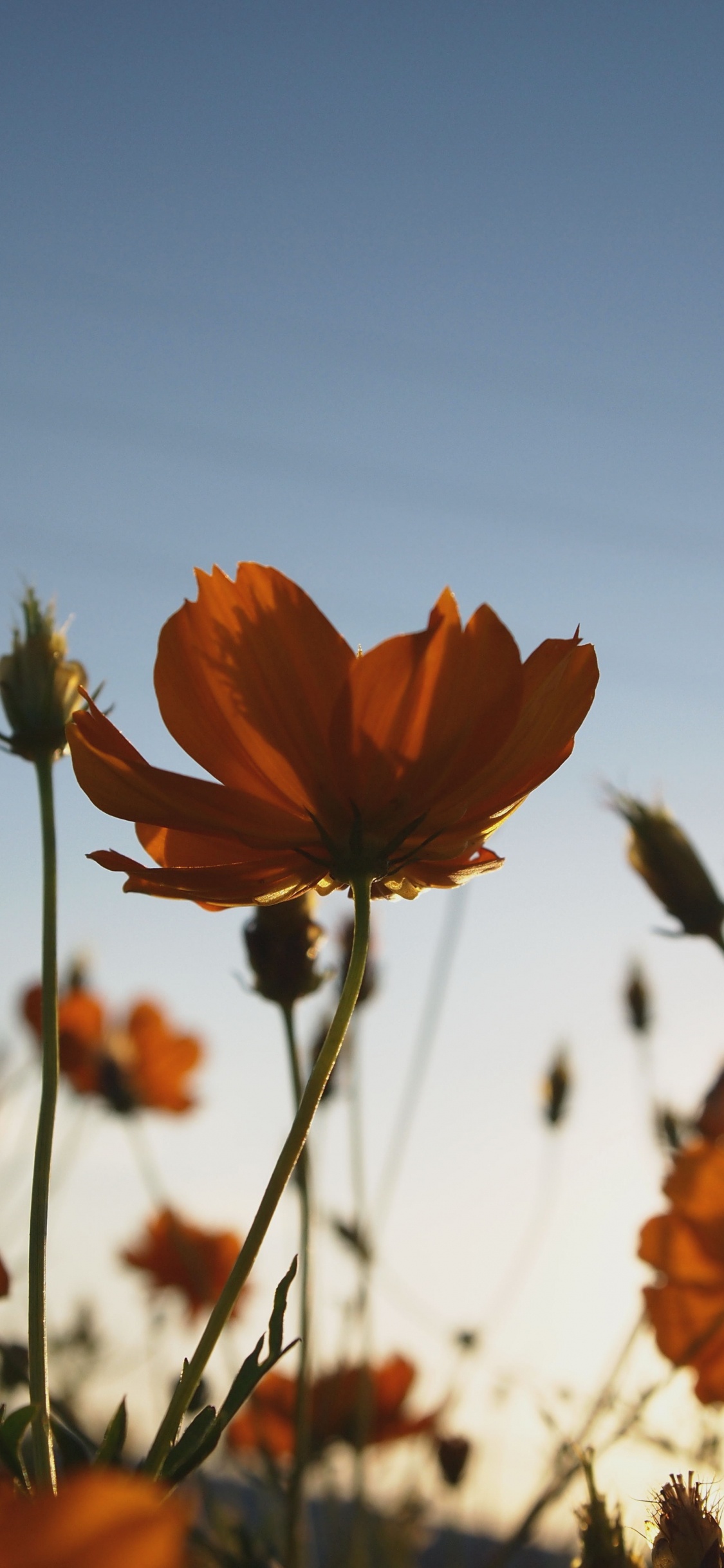 Orange Flower in Tilt Shift Lens. Wallpaper in 1125x2436 Resolution