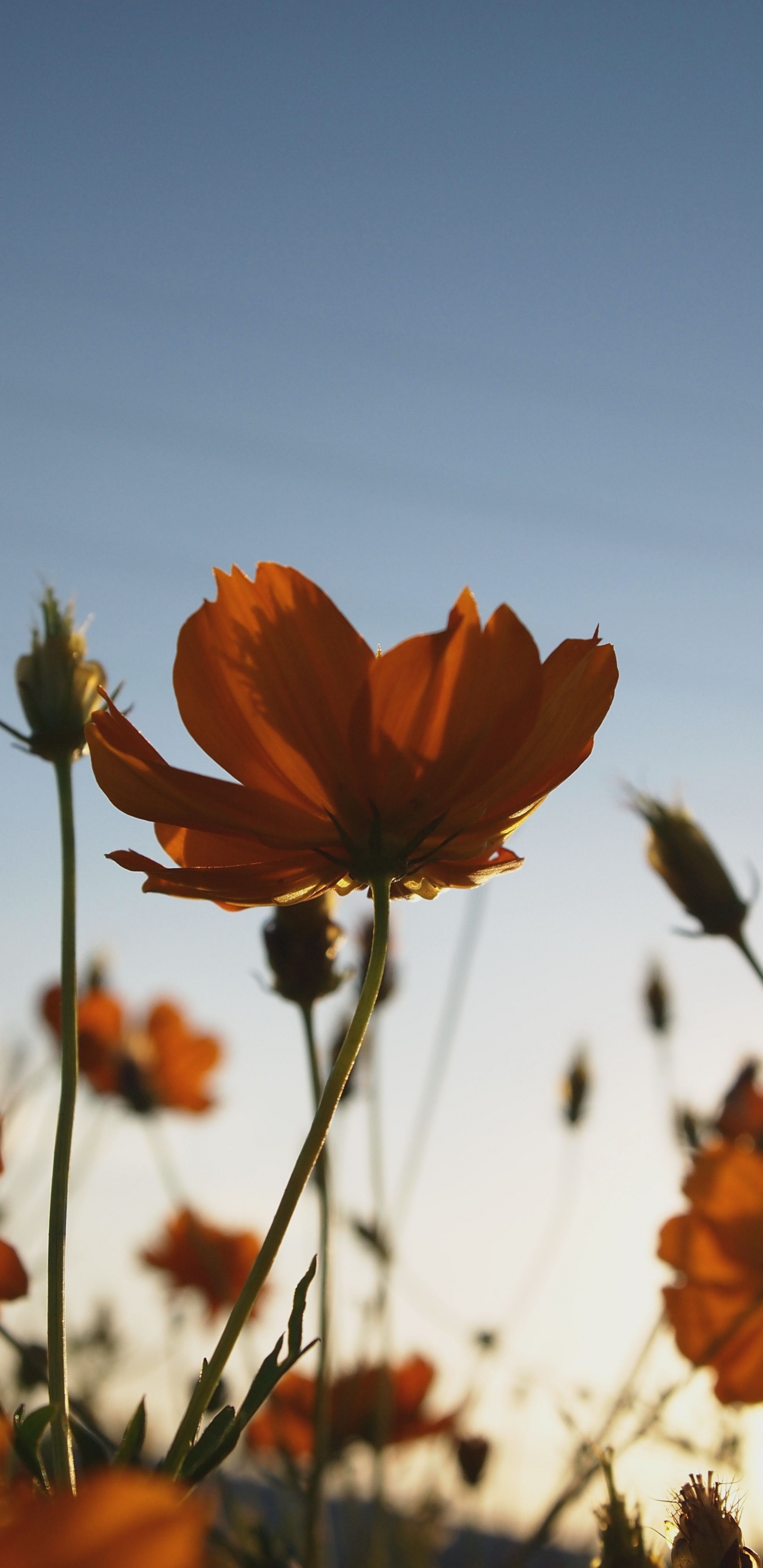 Orange Flower in Tilt Shift Lens. Wallpaper in 1440x2960 Resolution