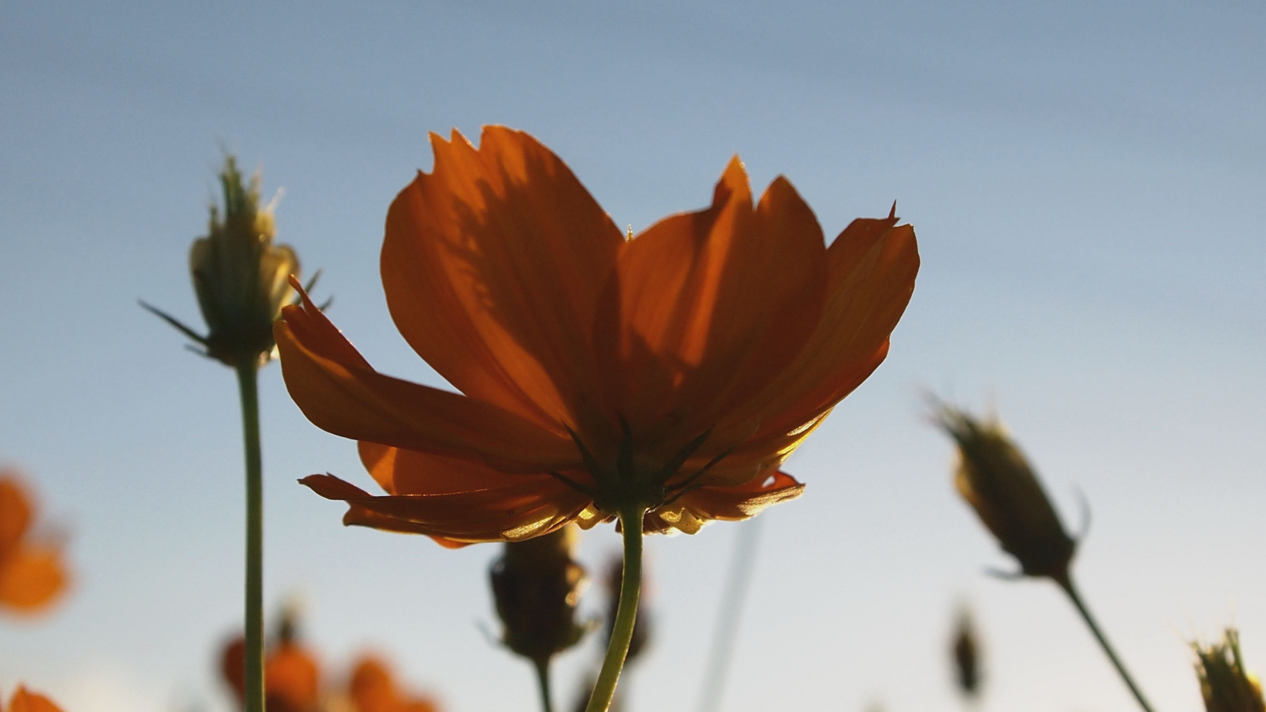 Orange Flower in Tilt Shift Lens. Wallpaper in 2560x1440 Resolution