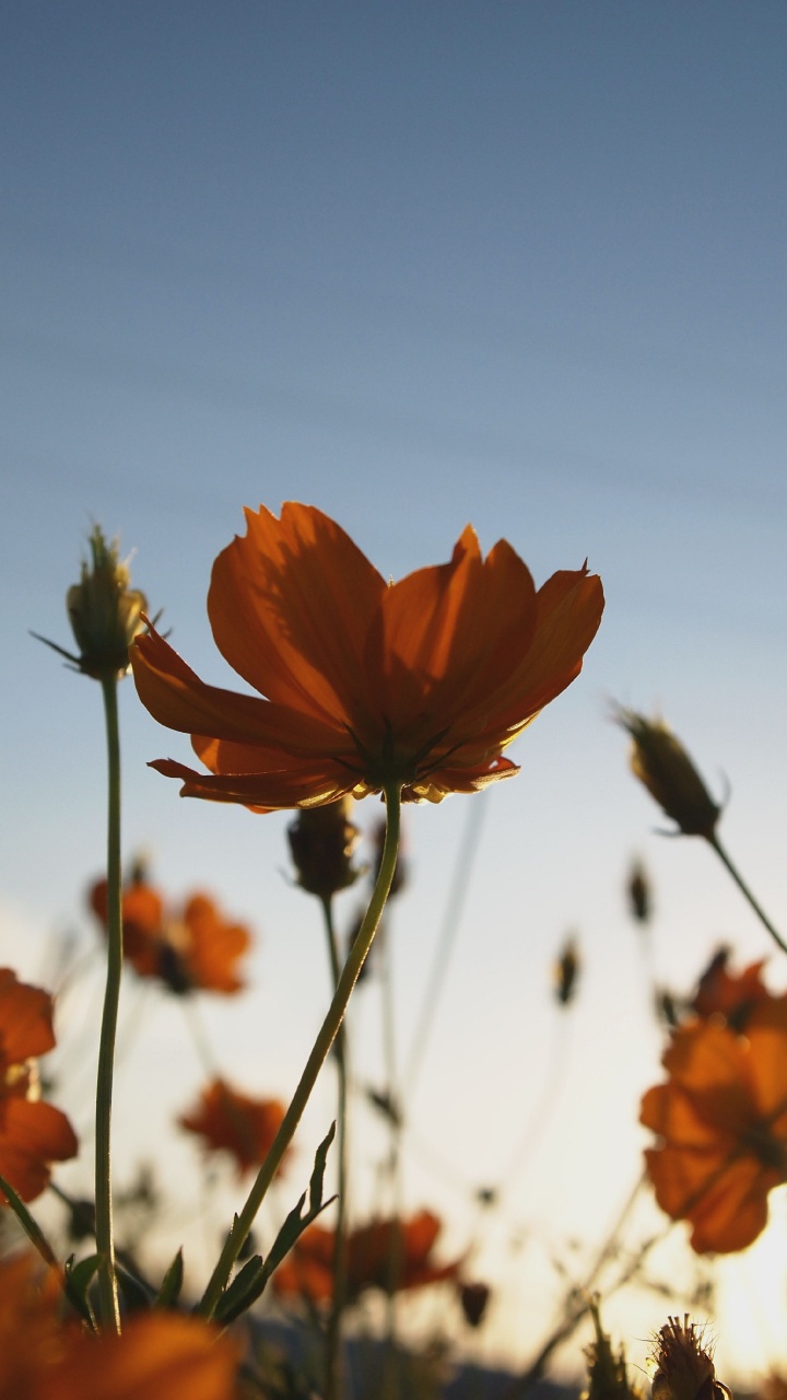 Orange Flower in Tilt Shift Lens. Wallpaper in 720x1280 Resolution