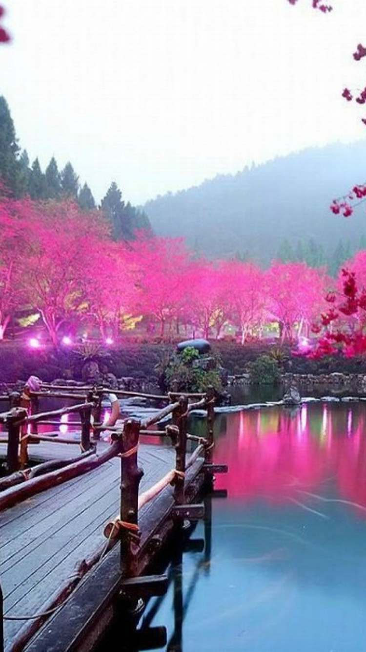 樱花, 京都, 赏花, 性质, 粉红色 壁纸 750x1334 允许