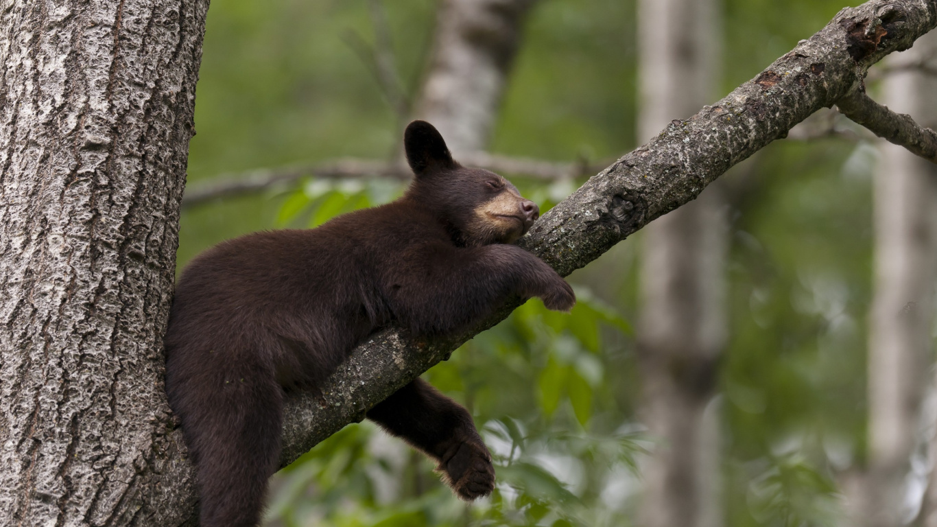 Black Bear on Tree Branch During Daytime. Wallpaper in 1366x768 Resolution