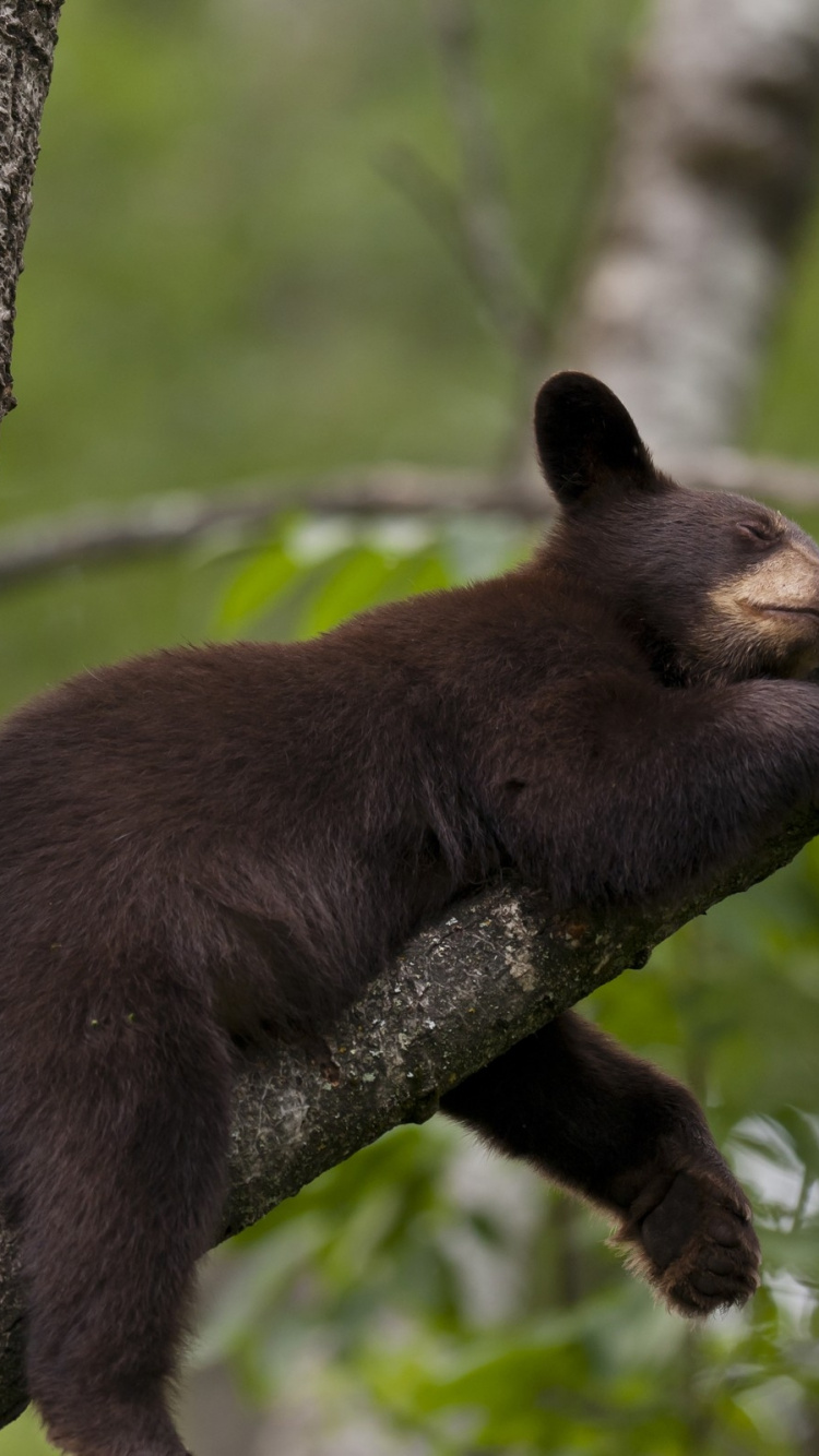Black Bear on Tree Branch During Daytime. Wallpaper in 750x1334 Resolution