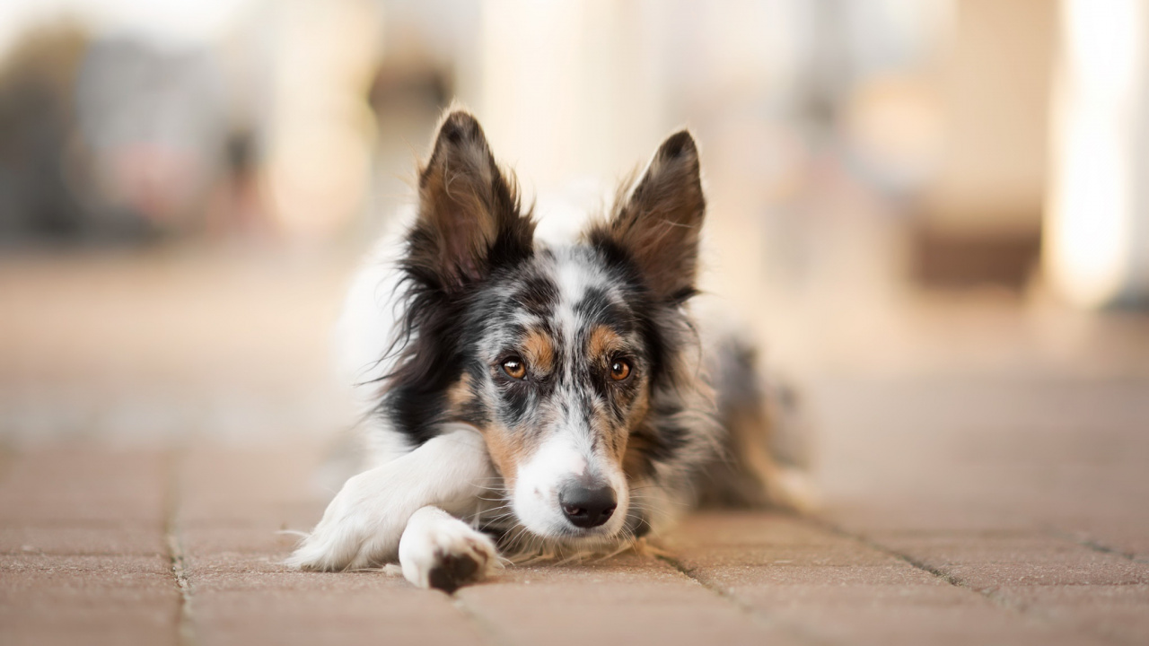 White Black and Brown Long Coated Dog Lying on Brown Sand During Daytime. Wallpaper in 1280x720 Resolution
