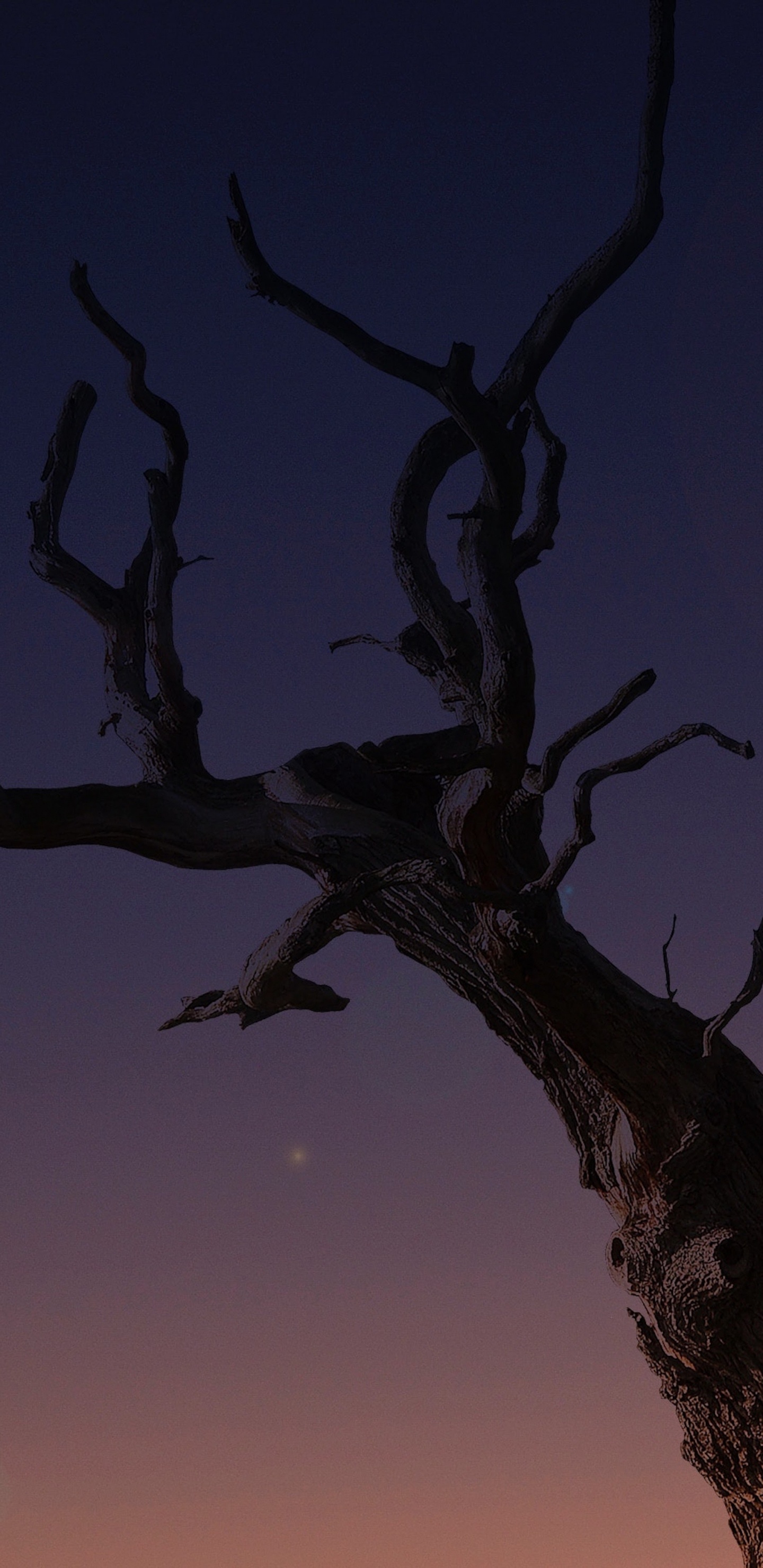 Apple, IPhone, IPhone X, Manzana, Ios. Wallpaper in 1440x2960 Resolution