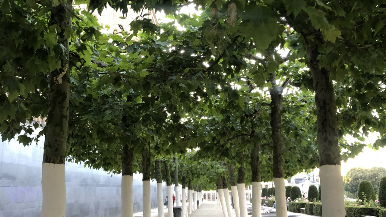 Biologie, Sciences, Plantes Ligneuses, de Teintes et de Nuances, Parking. Wallpaper in 1280x720 Resolution