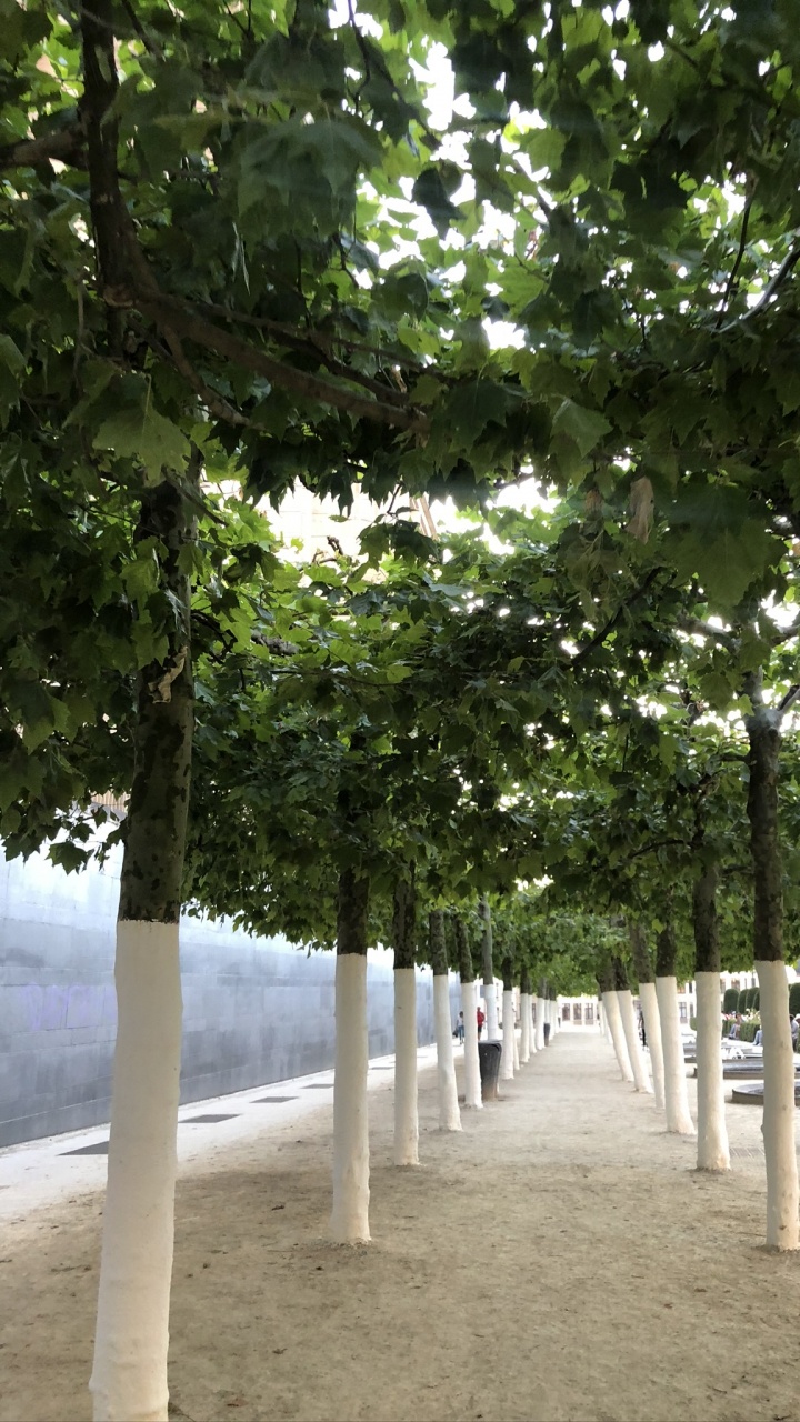 Branch, Biology, Science, Woody Plant, Shade. Wallpaper in 720x1280 Resolution