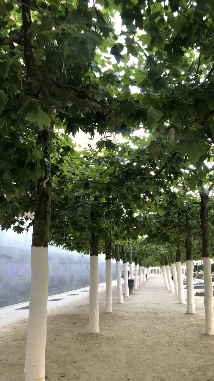 Sucursal, Biología, Ciencia, Planta Leñosa, Tintes y Matices. Wallpaper in 750x1334 Resolution