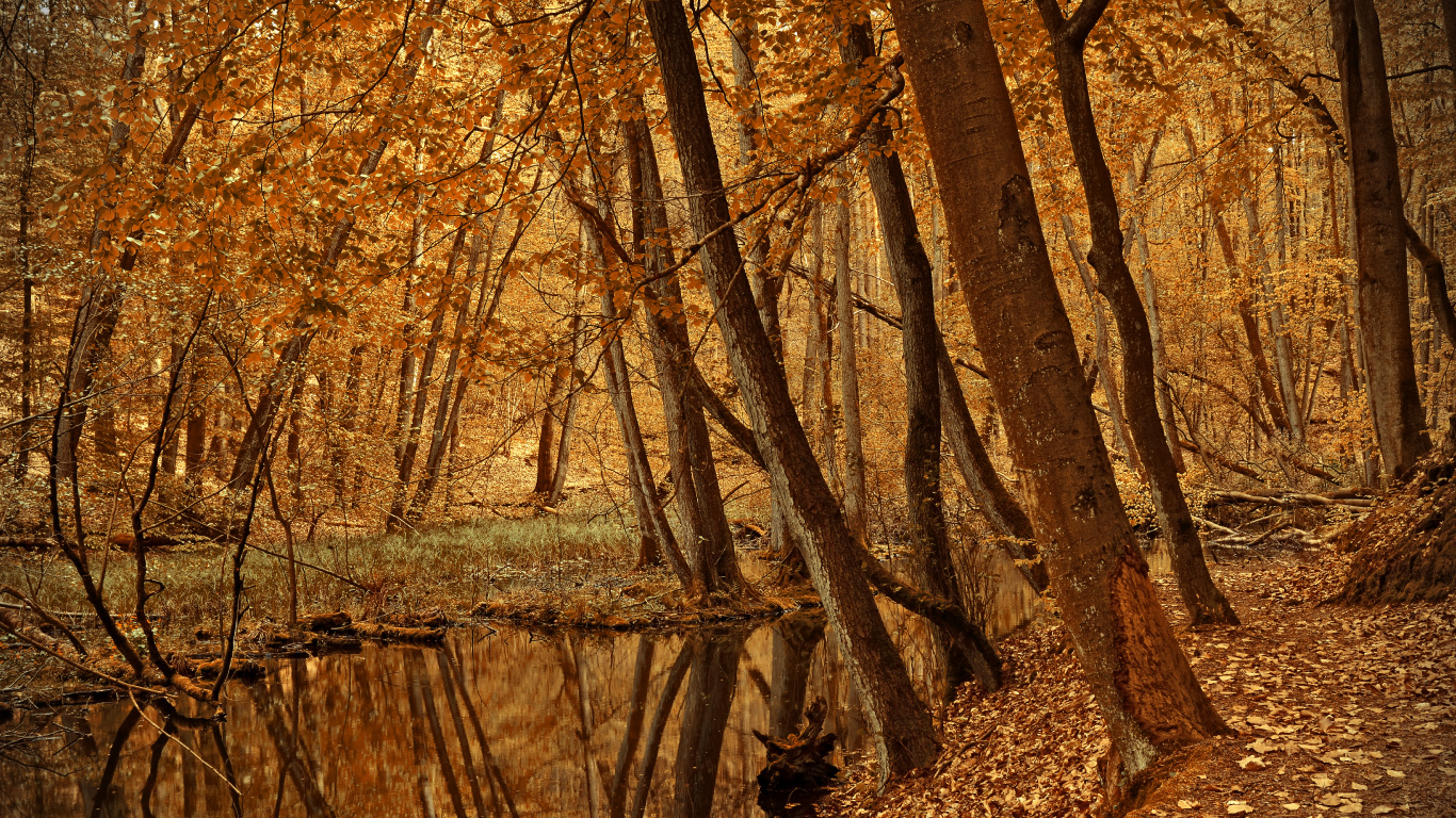 Allee Teich Park, Park, Alley Teich Abenteuerparcours, Freunde Des Alley Pond Parks, Erholung. Wallpaper in 1366x768 Resolution