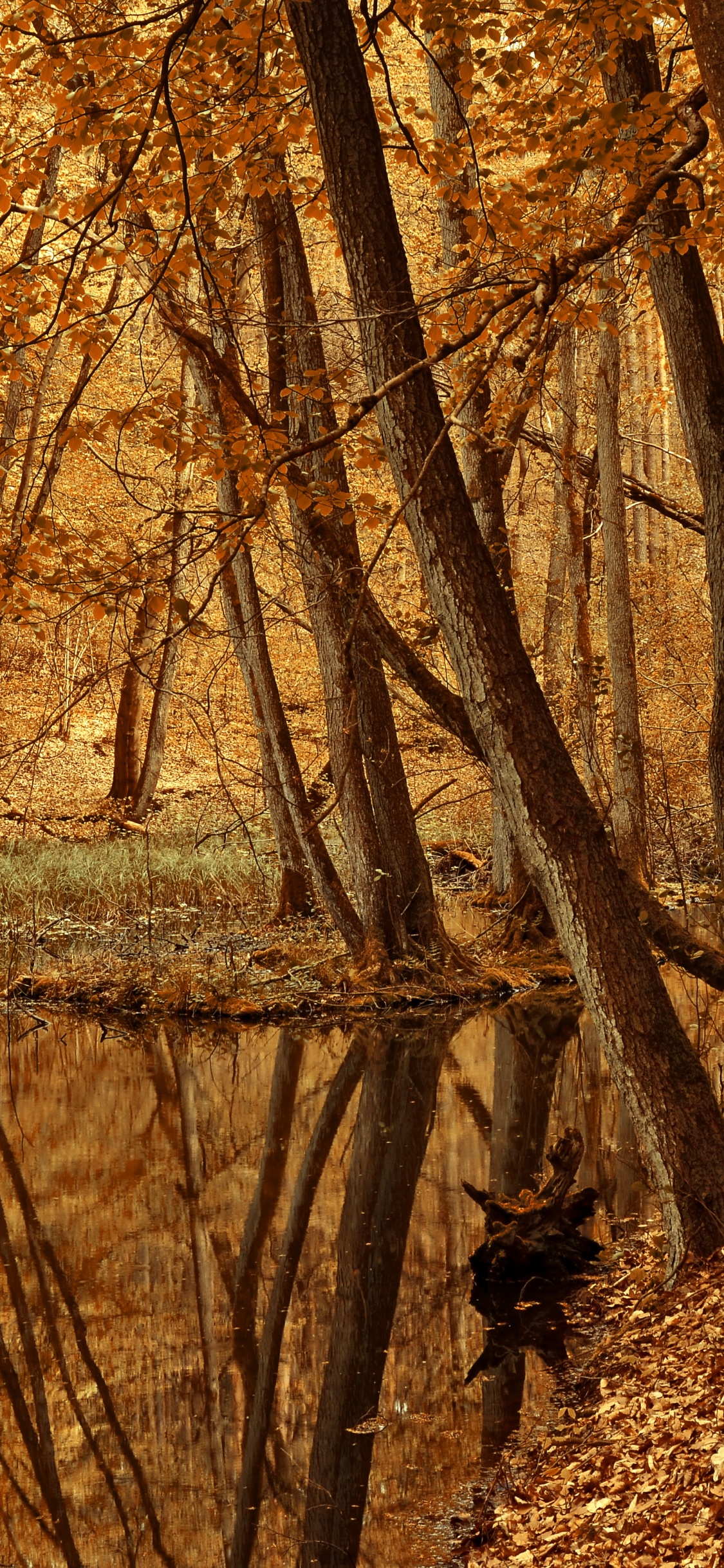 公园, 娱乐, 棕色, 植物群, 自然景观 壁纸 1125x2436 允许