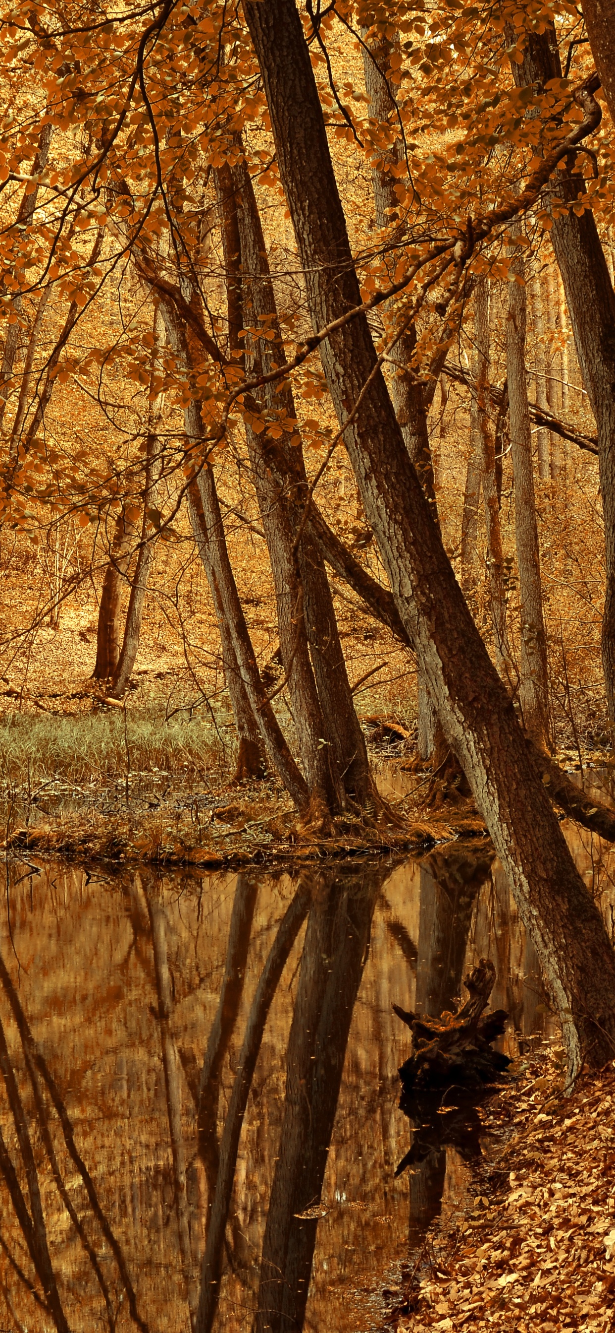 公园, 娱乐, 棕色, 植物群, 自然景观 壁纸 1242x2688 允许
