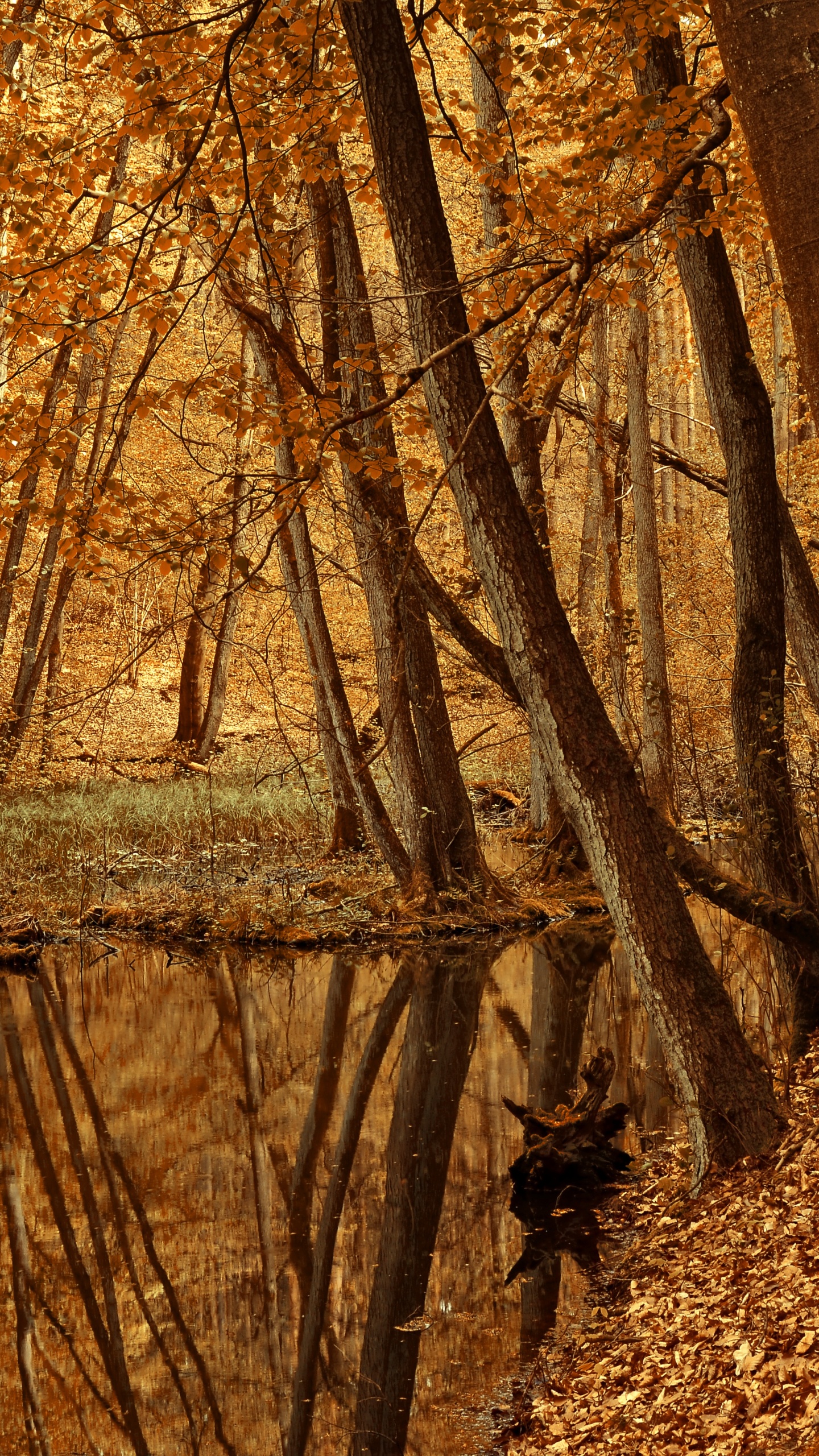 公园, 娱乐, 棕色, 植物群, 自然景观 壁纸 1440x2560 允许