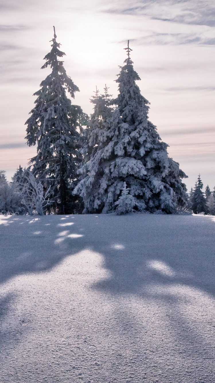 Tagsüber Mit Schnee Bedeckte Grüne Kiefern. Wallpaper in 750x1334 Resolution
