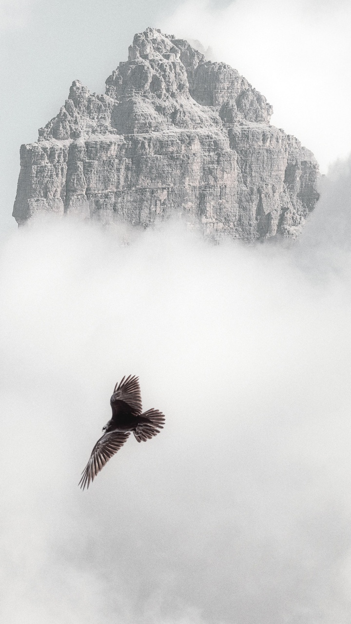 Oiseau Rouge Survolant la Montagne. Wallpaper in 720x1280 Resolution