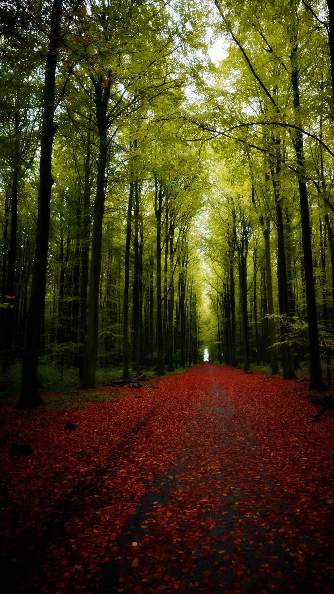 Natur, Baum, Landschaft, Road, Wald. Wallpaper in 1080x1920 Resolution