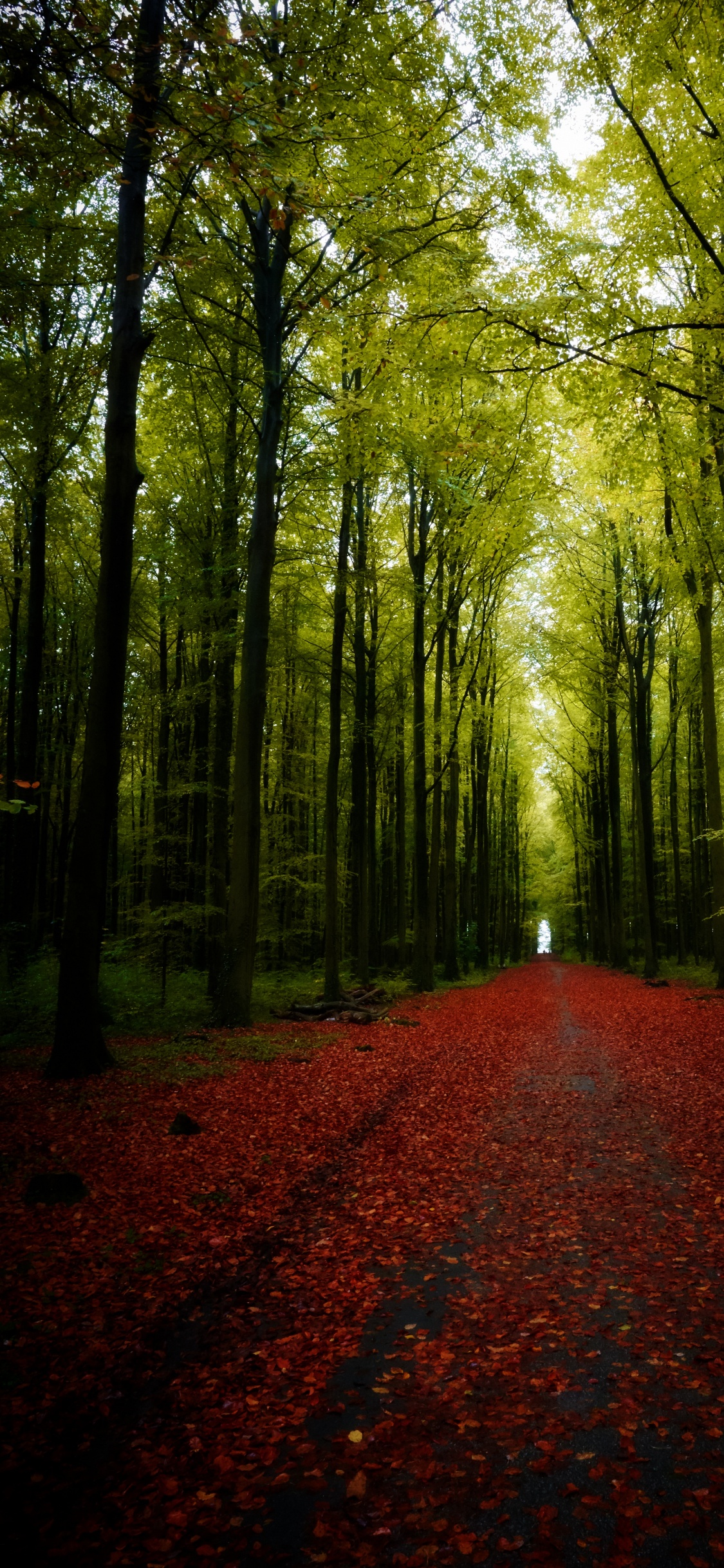 Natur, Baum, Landschaft, Road, Wald. Wallpaper in 1125x2436 Resolution