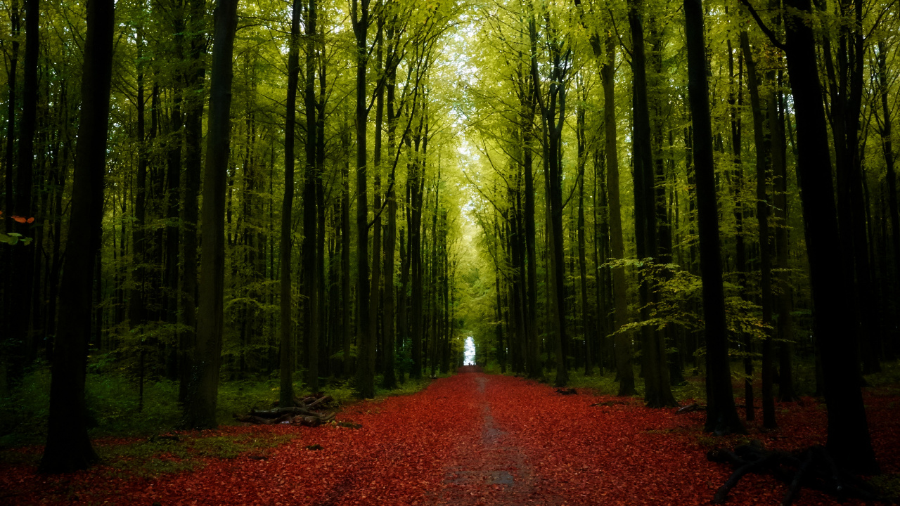 Natur, Baum, Landschaft, Road, Wald. Wallpaper in 1280x720 Resolution