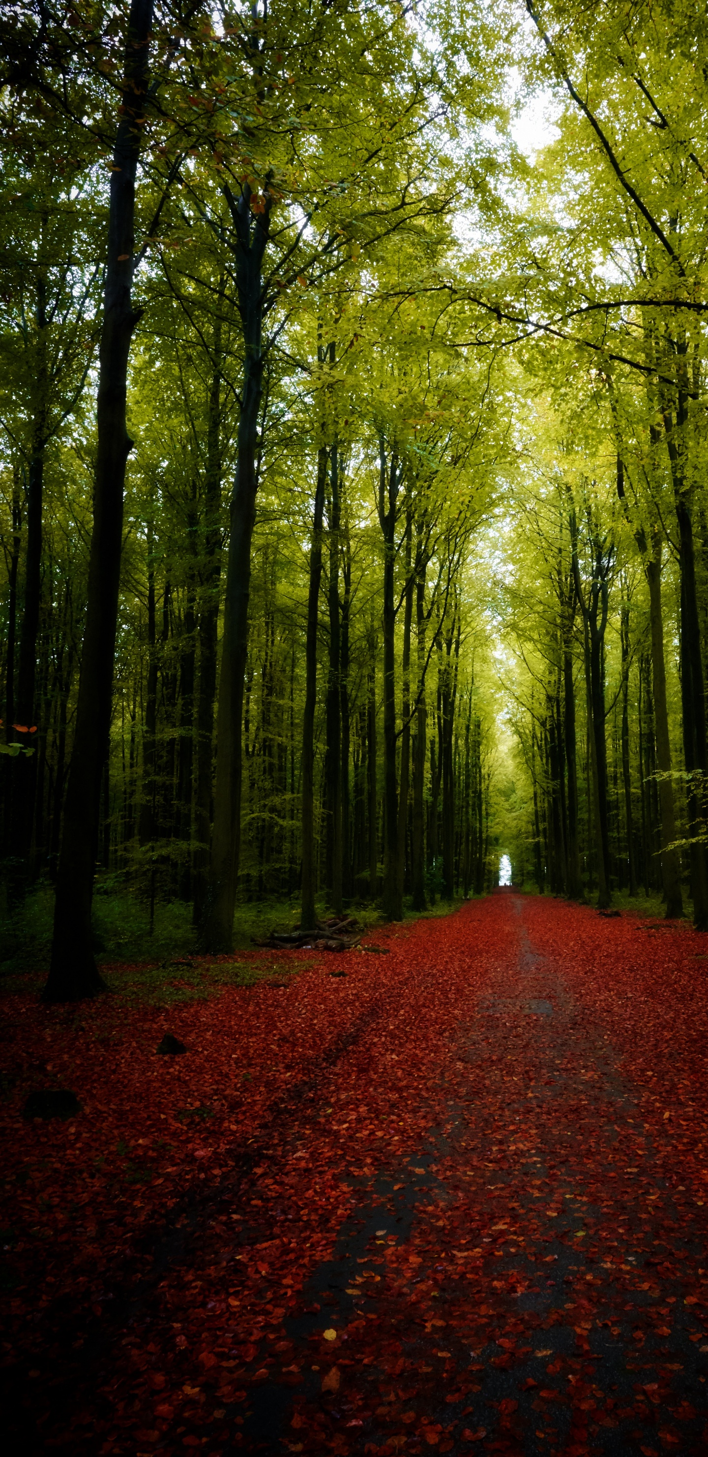 Natur, Baum, Landschaft, Road, Wald. Wallpaper in 1440x2960 Resolution