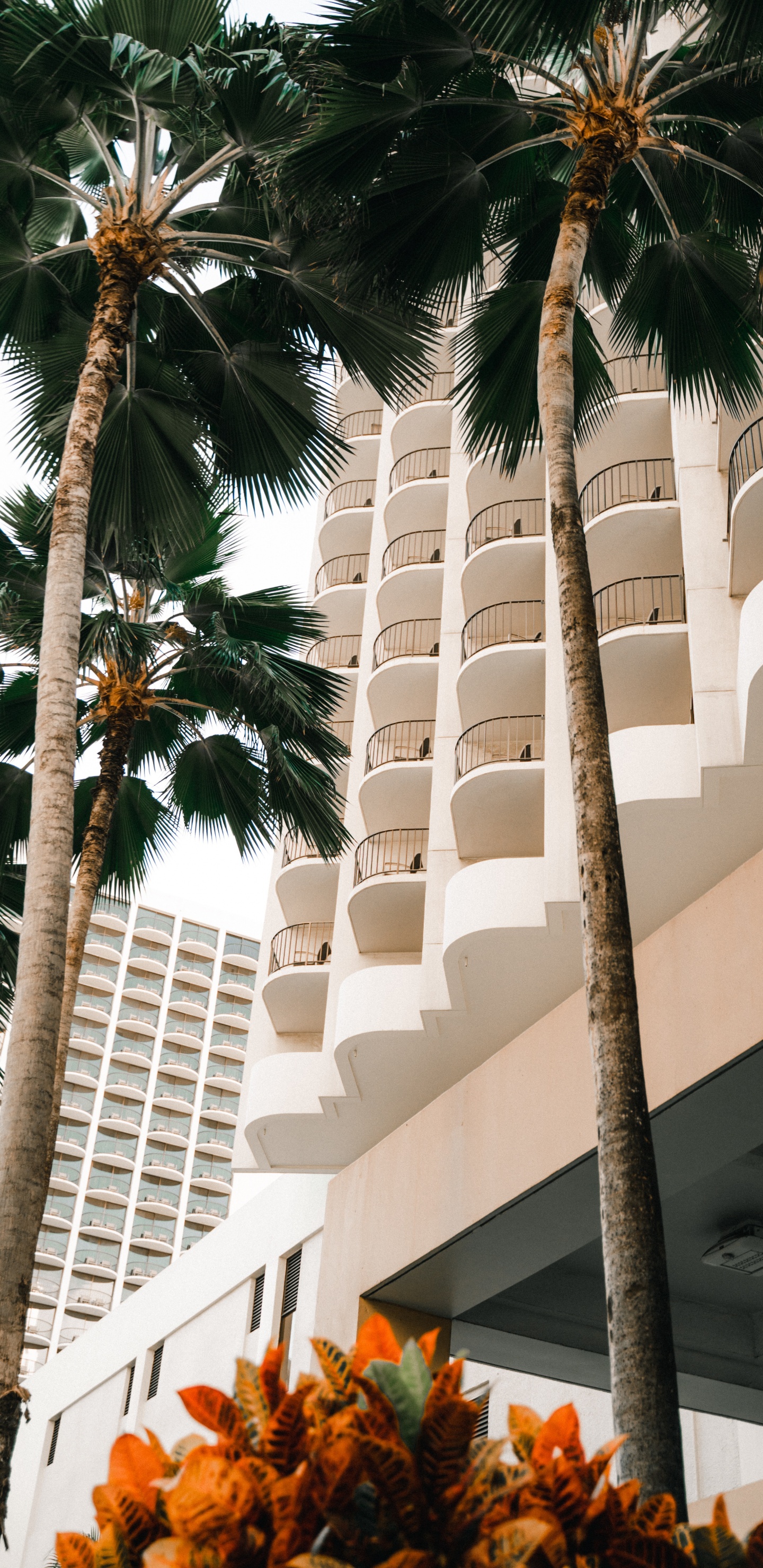 Attalea Speciosa, Dattelpalme, Woody Pflanze, Urlaub, Wüstenpalme. Wallpaper in 1440x2960 Resolution