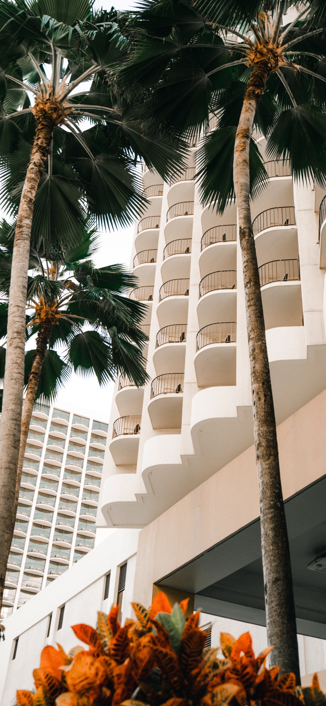 Attalea Speciosa, Dattier, Plantes Ligneuses, Vacances, Palmier du Désert. Wallpaper in 1125x2436 Resolution