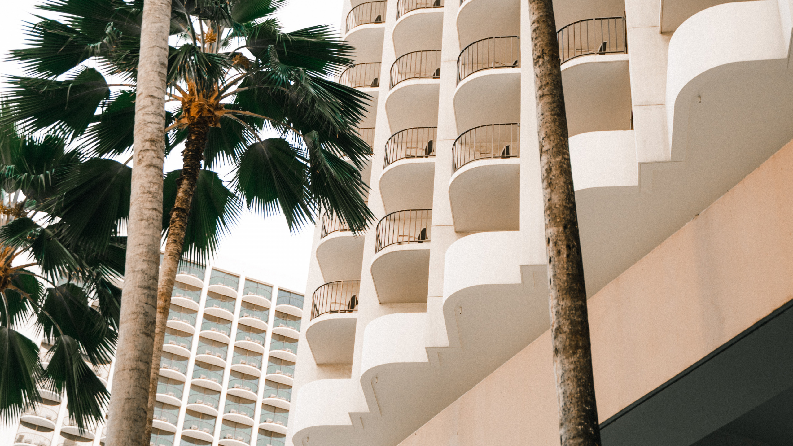 Attalea Speciosa, Dattier, Plantes Ligneuses, Vacances, Palmier du Désert. Wallpaper in 2560x1440 Resolution