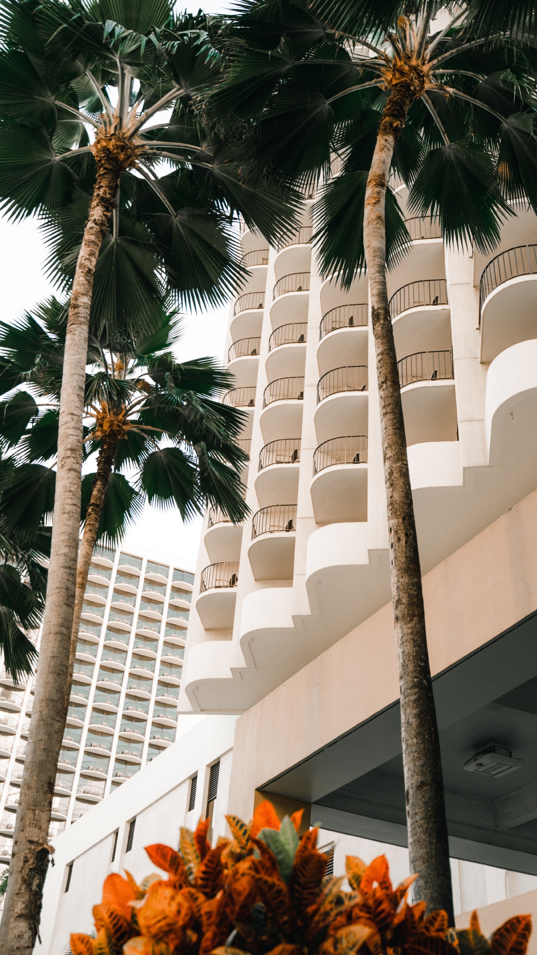 Attalea Speciosa, Fecha de la Palma, Planta Leñosa, Vacaciones, Desert Palm. Wallpaper in 1080x1920 Resolution