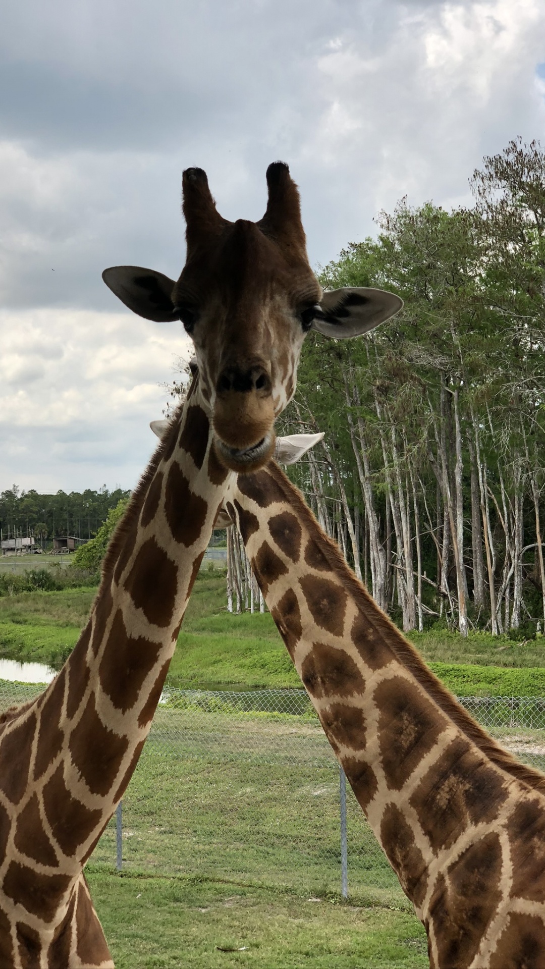 Giraffe, Los Animales Terrestres, Naturaleza, Giraffidae, Morena. Wallpaper in 1080x1920 Resolution