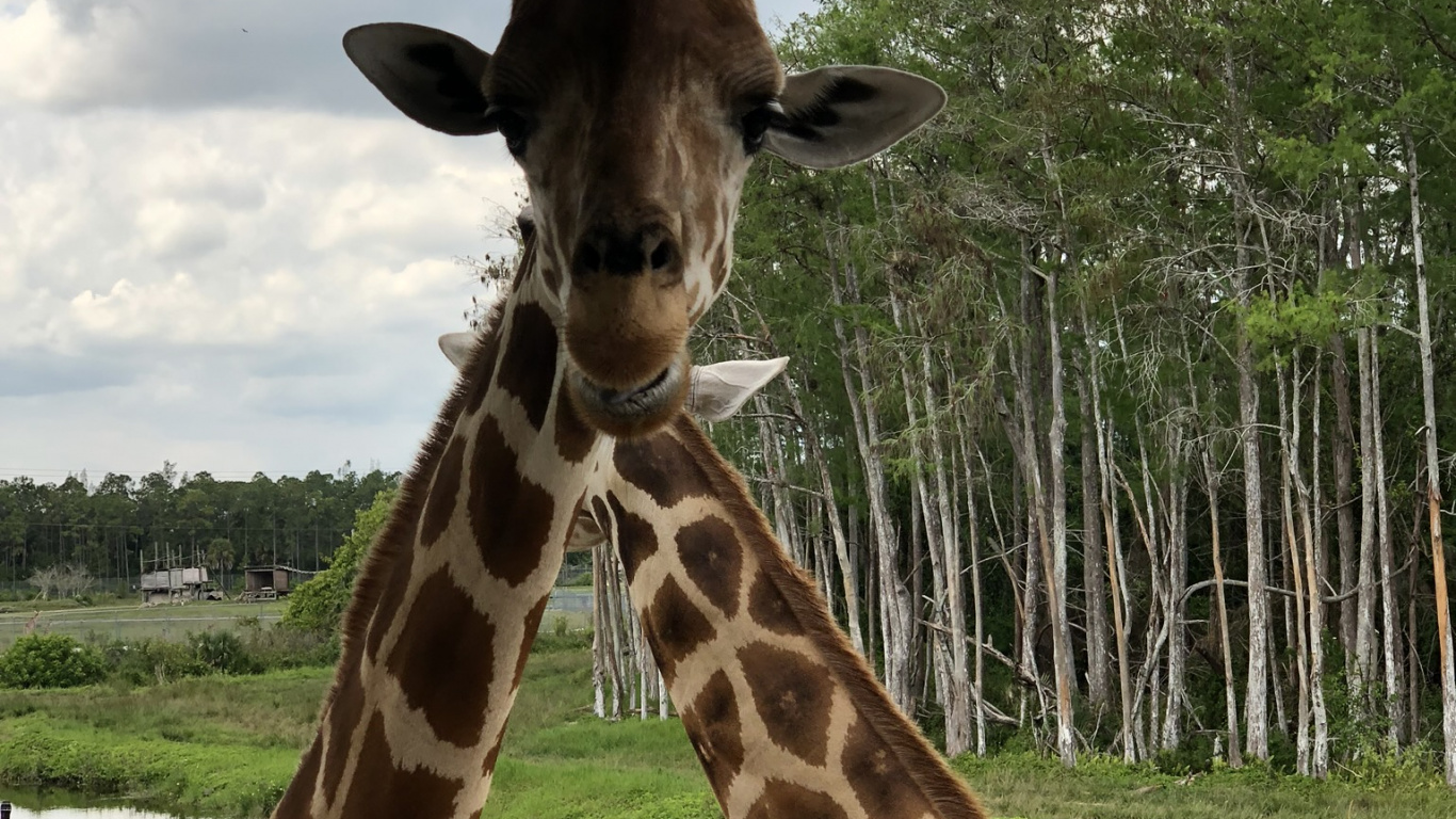 Giraffe, Terrestrial Animal, Nature, Giraffidae, Daytime. Wallpaper in 1366x768 Resolution