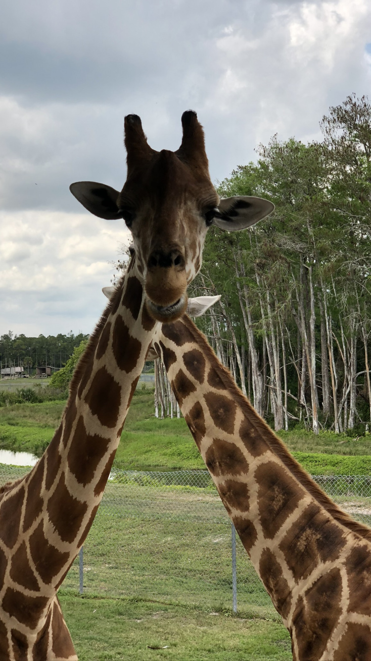 Giraffe, Terrestrial Animal, Nature, Giraffidae, Daytime. Wallpaper in 750x1334 Resolution