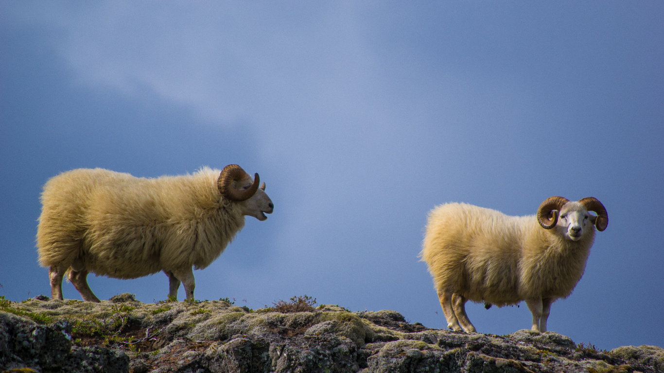 Brebis, Pour Les Animaux Terrestres, Prairie, Colline. Wallpaper in 1366x768 Resolution