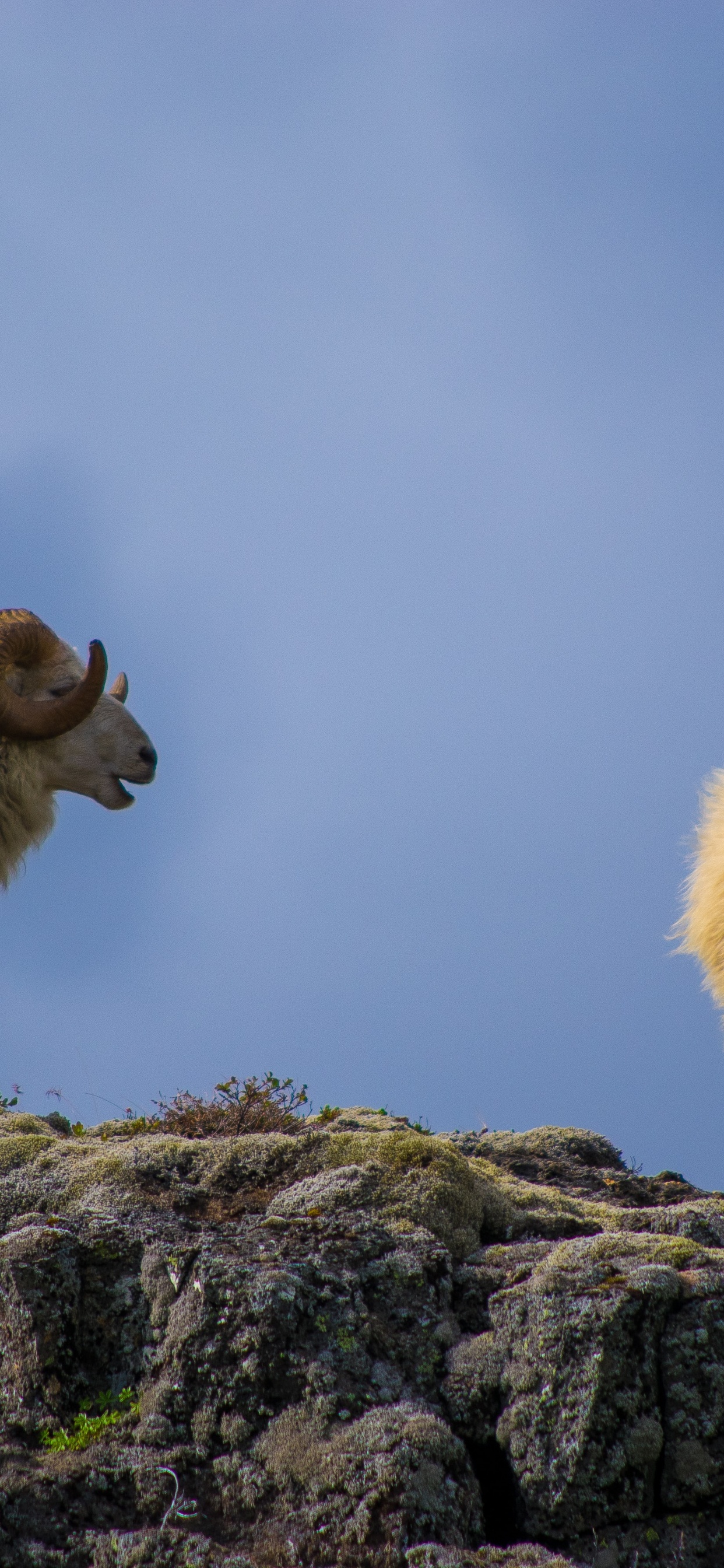 Sheep, Terrestrial Animal, Landscape, Grassland, Snout. Wallpaper in 1242x2688 Resolution