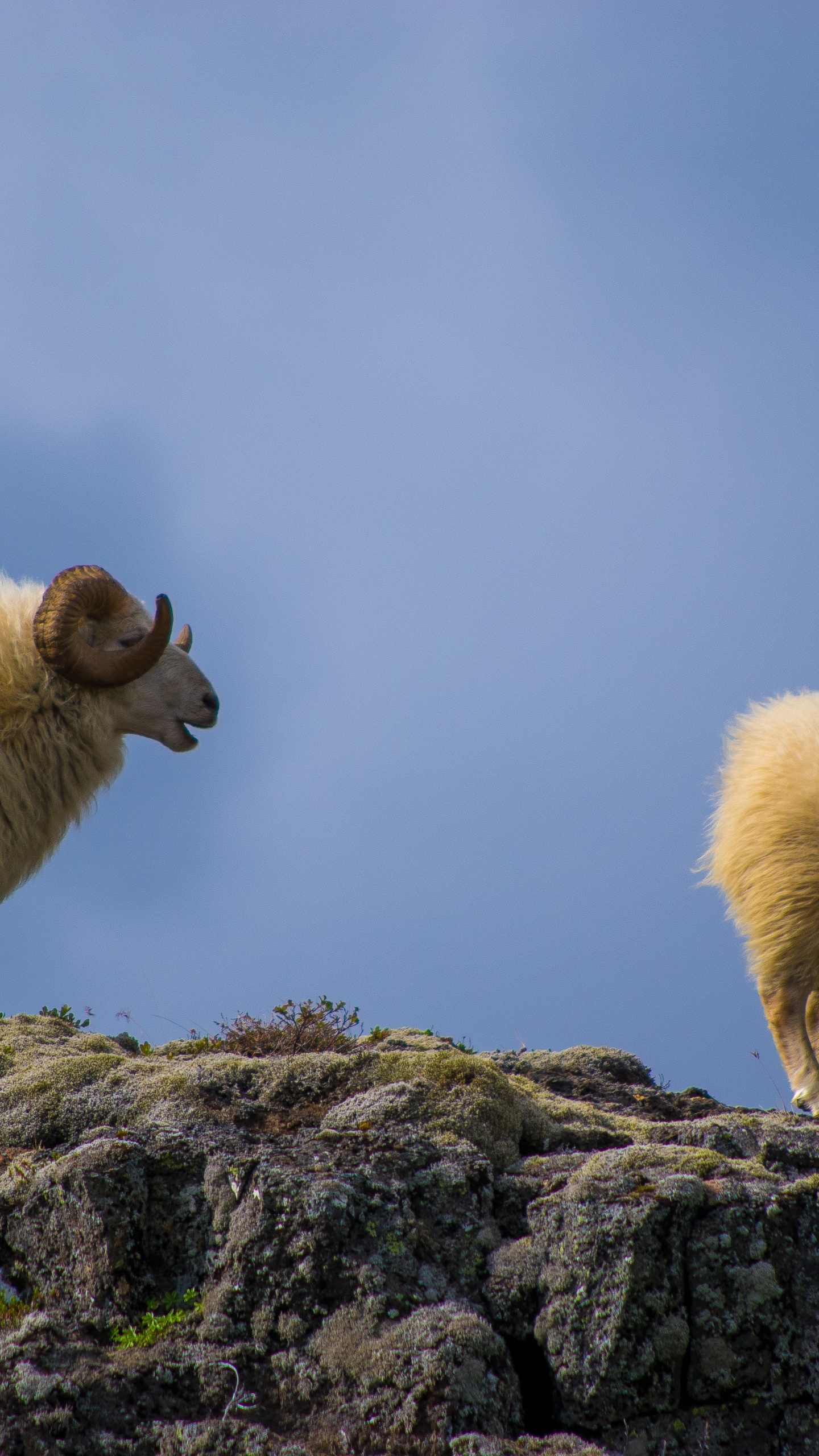 Sheep, Terrestrial Animal, Landscape, Grassland, Snout. Wallpaper in 1440x2560 Resolution