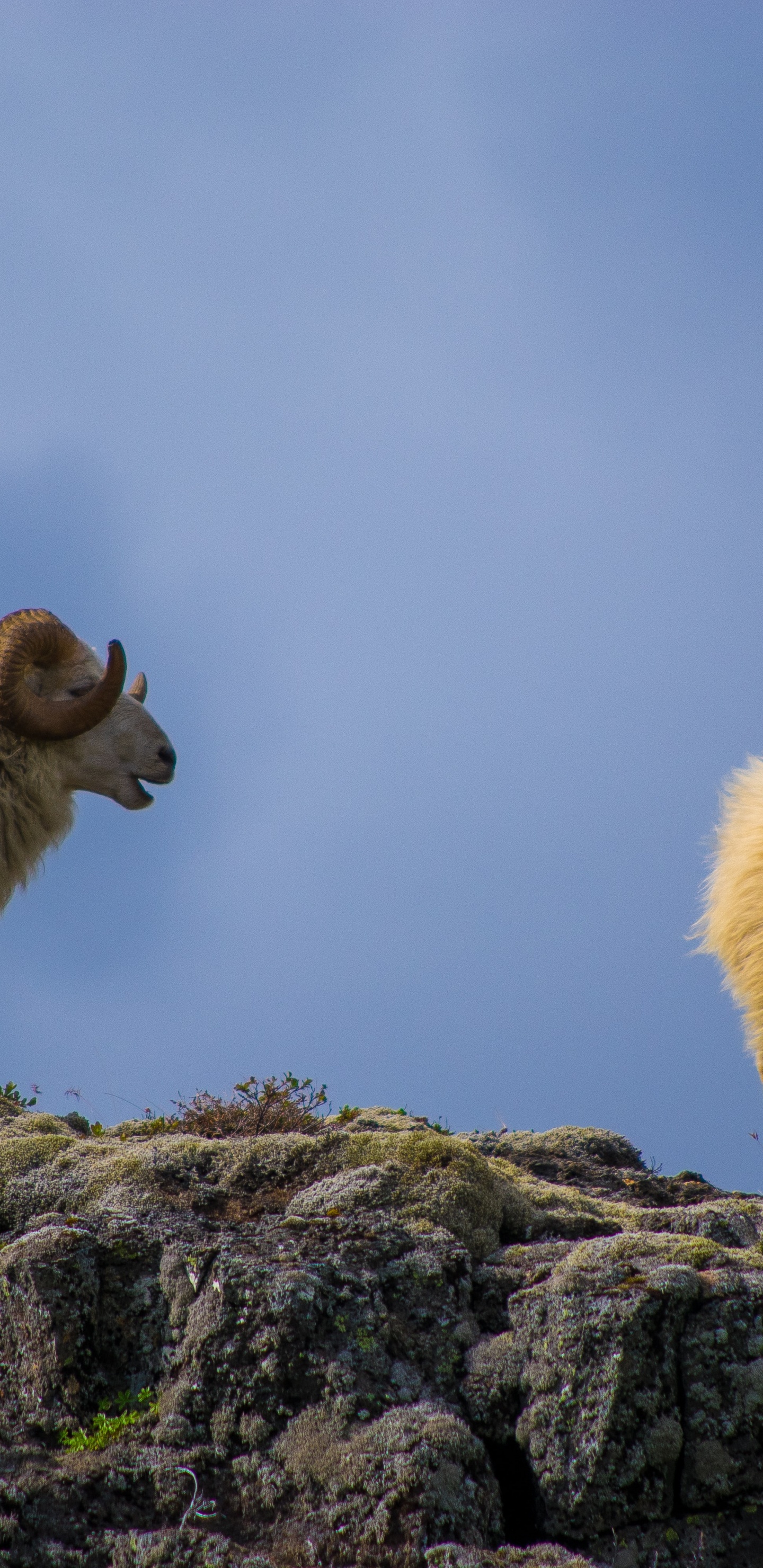 Sheep, Terrestrial Animal, Landscape, Grassland, Snout. Wallpaper in 1440x2960 Resolution