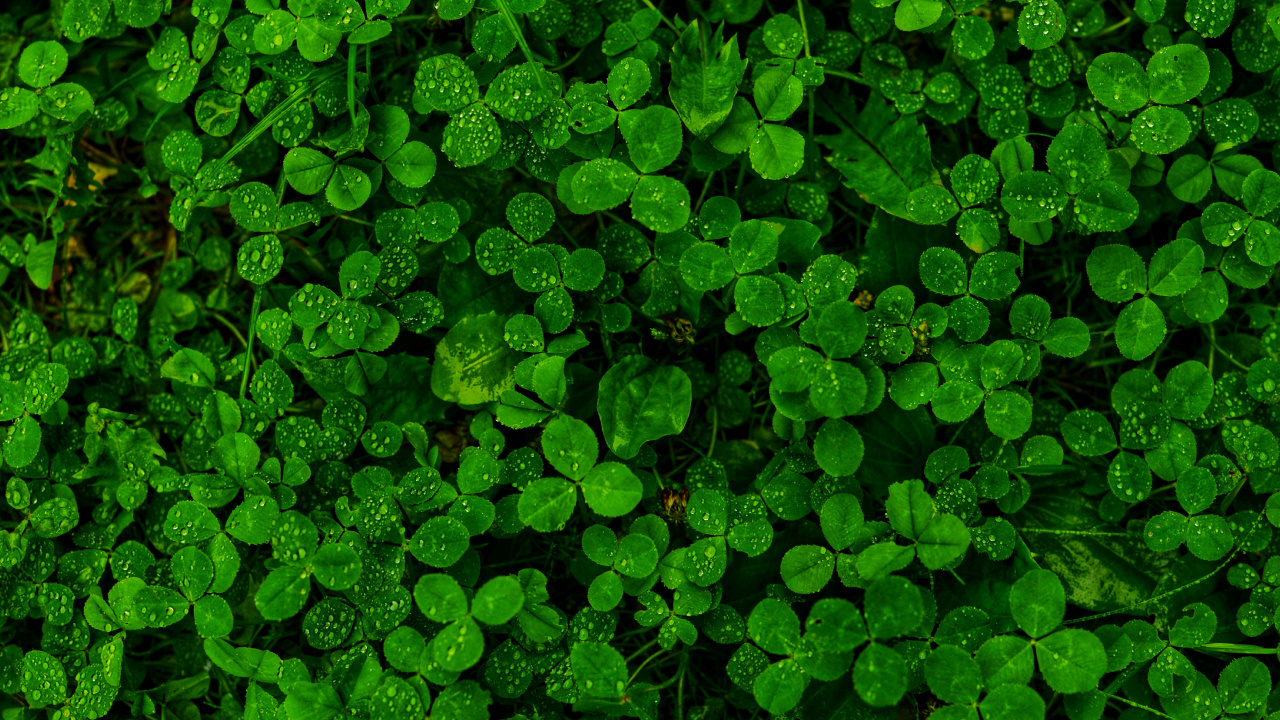 Lluvia, Verde, la Vegetación, Planta Terrestre, la Cubierta Vegetal. Wallpaper in 1280x720 Resolution