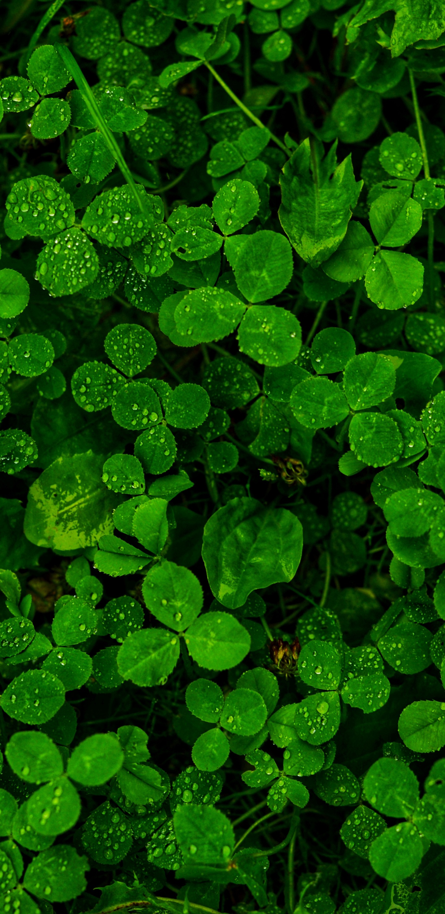 Lluvia, Verde, la Vegetación, Planta Terrestre, la Cubierta Vegetal. Wallpaper in 1440x2960 Resolution